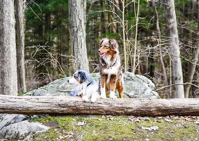 &quot;The future belongs to those who believe in the beauty of their dreams&quot; ~Eleanor Roosevelt⠀
*⠀
*⠀
#miniaussie #miniaustralianshepherd #bluemerle #bluemerleaussie #twoisbetterthanone #doggo #cute #redmerle #redmerleaussie #ilovemydog #austra