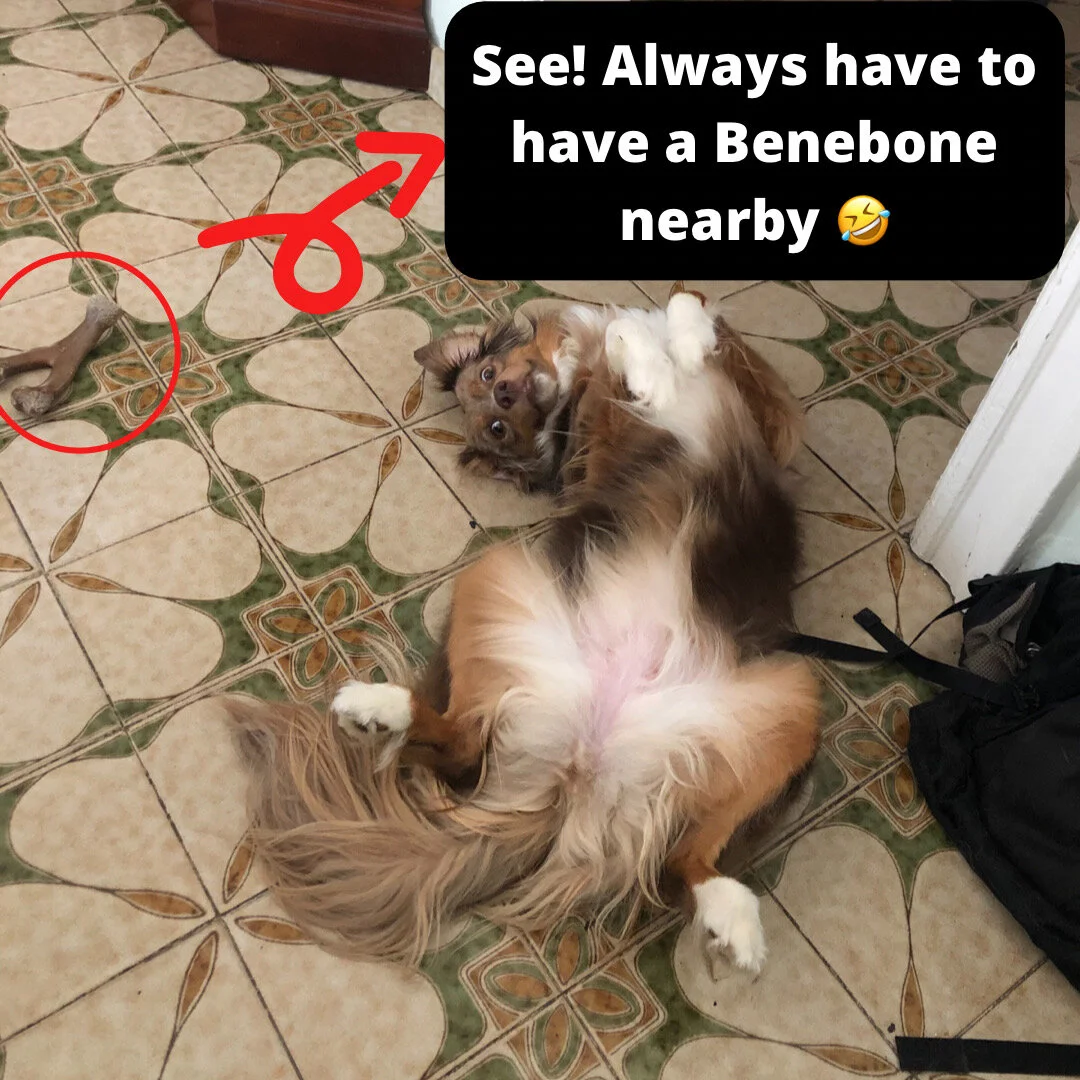 Killer Deal on Benebones - Perfect Christmas Gifts and for Donating to Shelters!