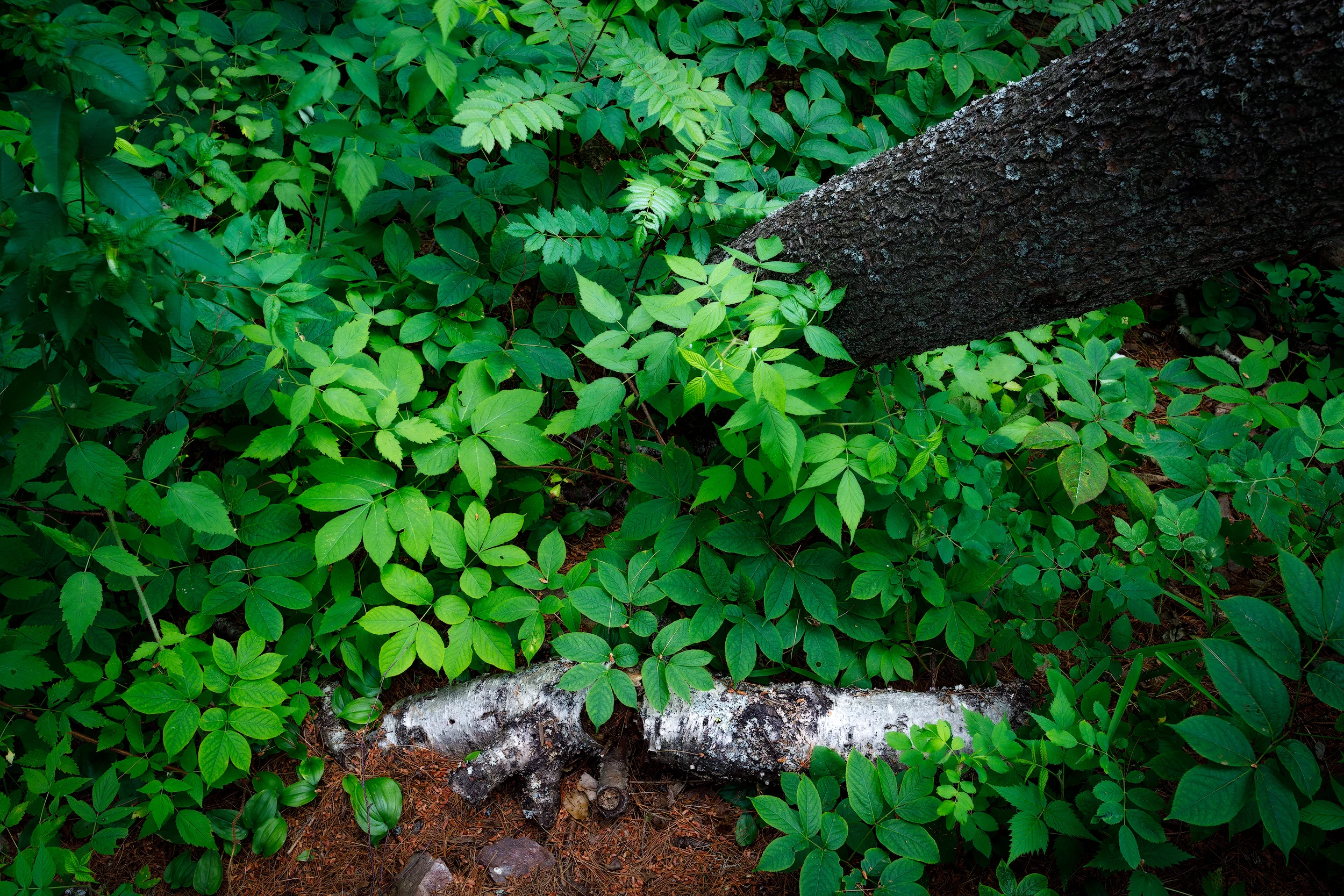 Forest Still Life
