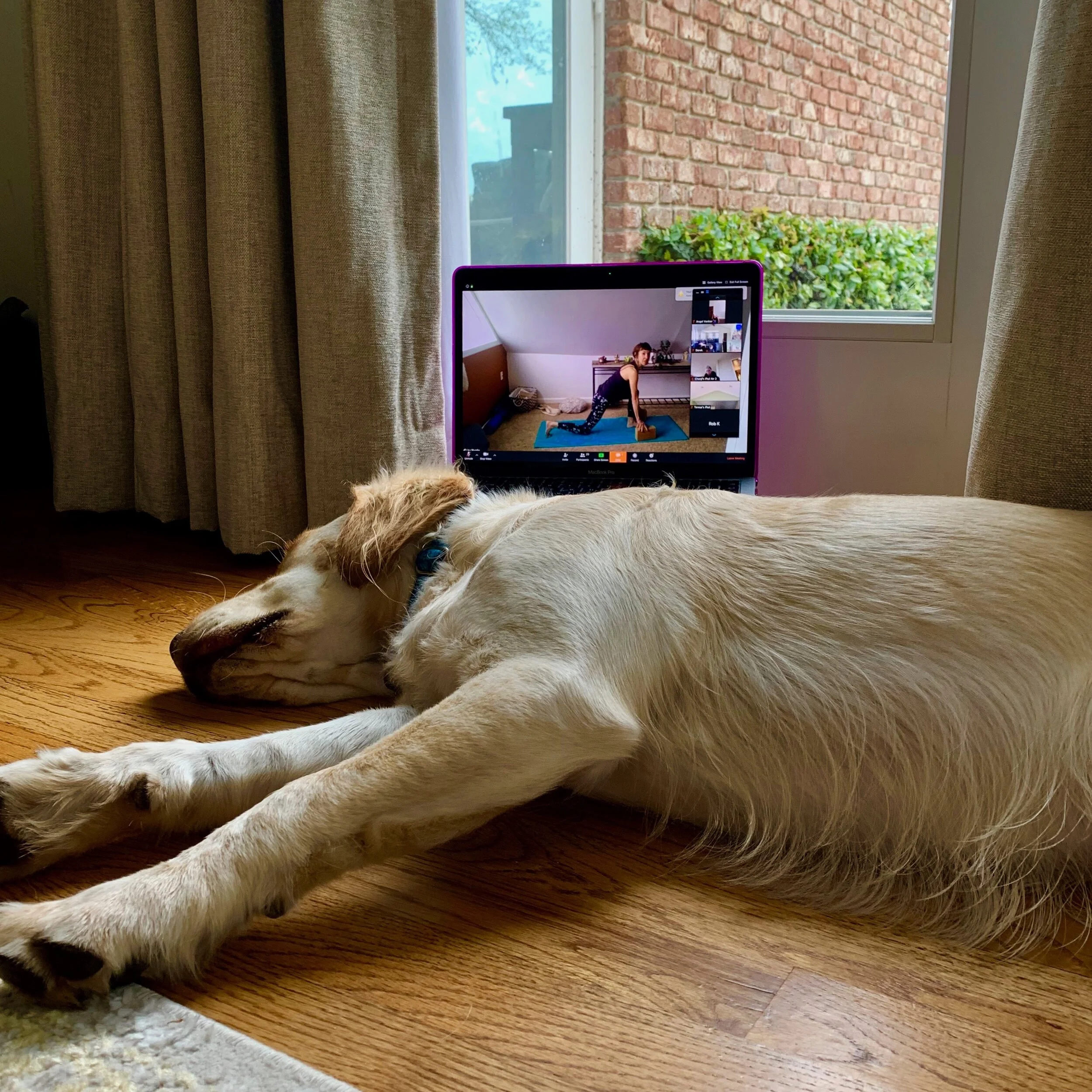 Live Online Yoga Classes