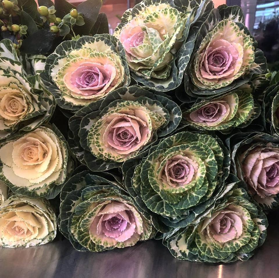 Cabbage roses.jpg