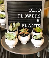 Small potted plants at Olio Flowers and Plants.jpeg