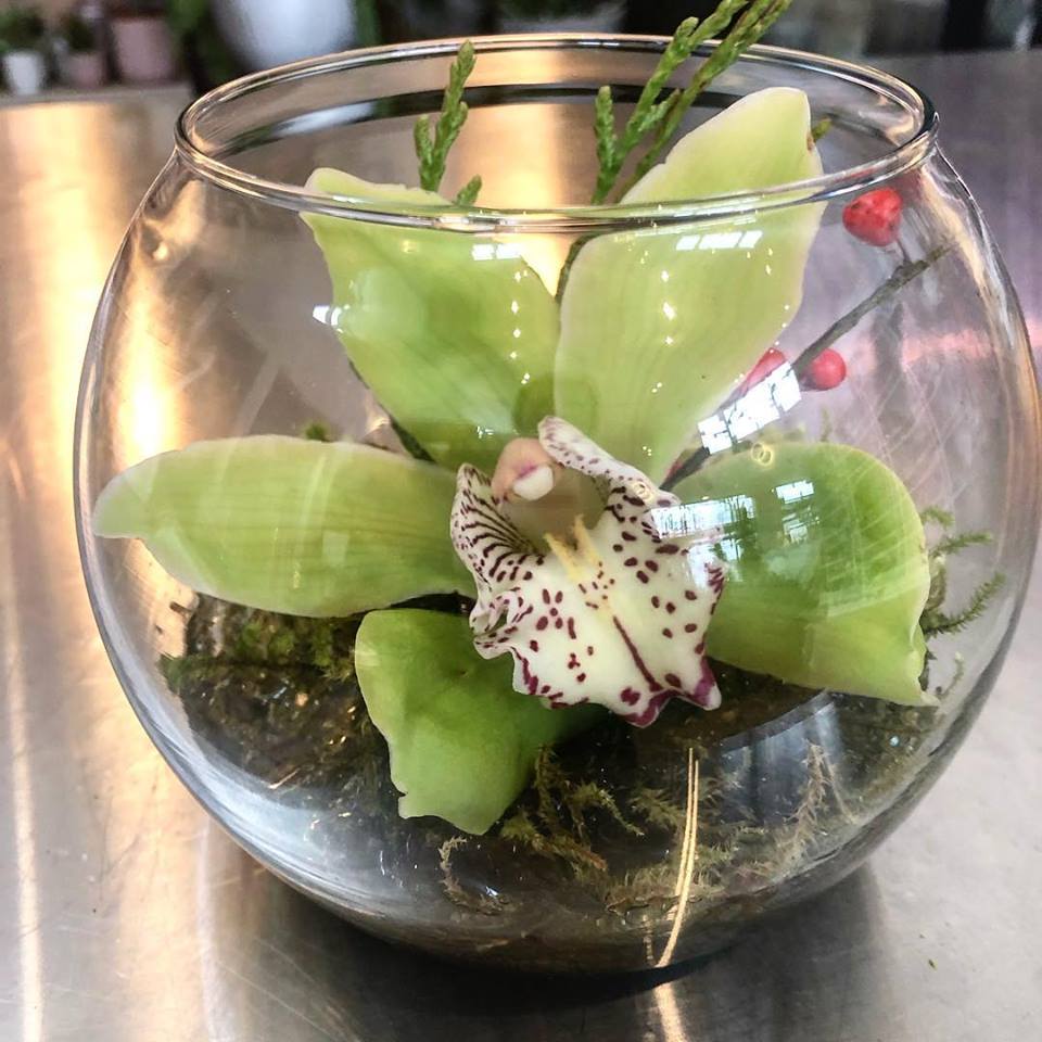 orchid in a terrarium.jpg