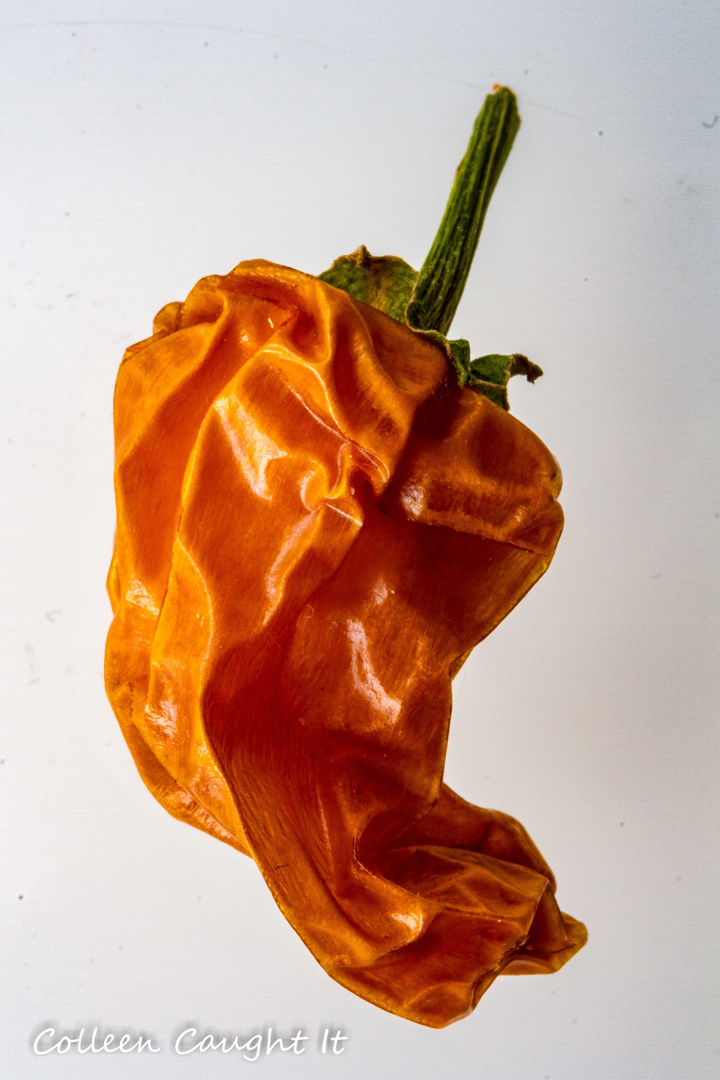 Macro Food.jpg