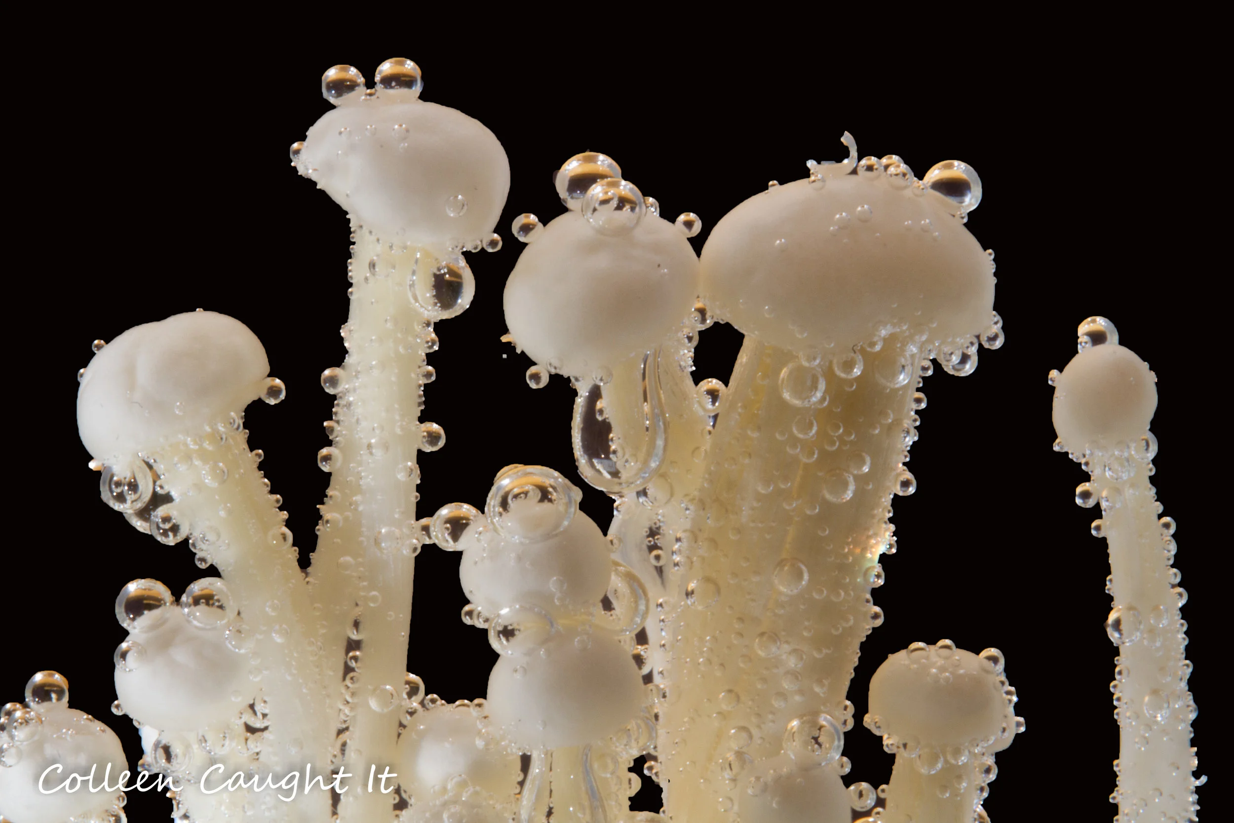 Macro Food-12.jpg