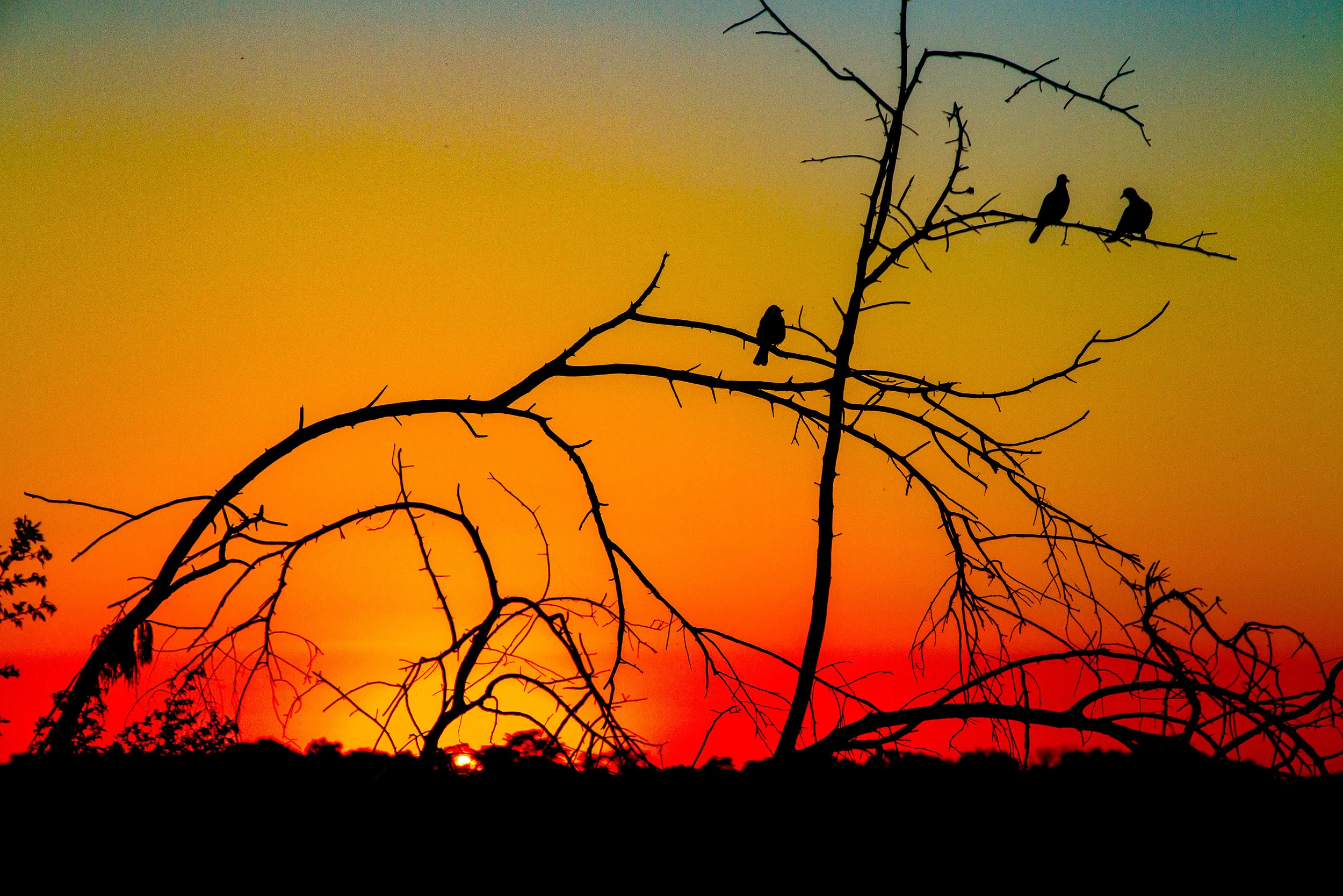 Okavango Sunset.jpg