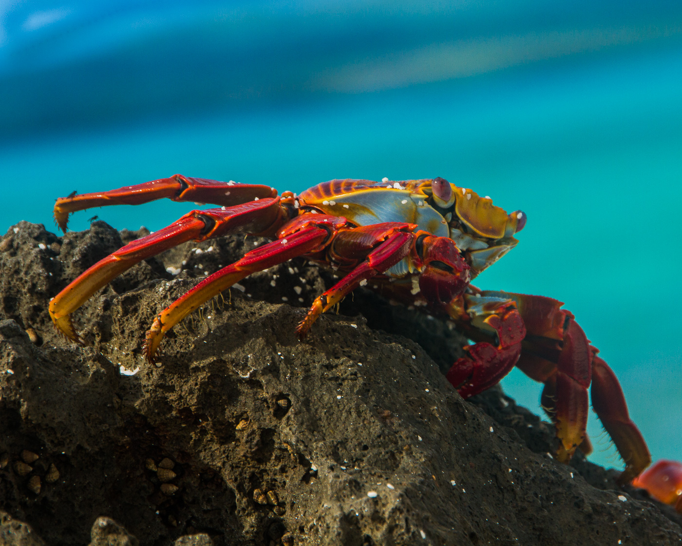 Sally Lightfoot Crab