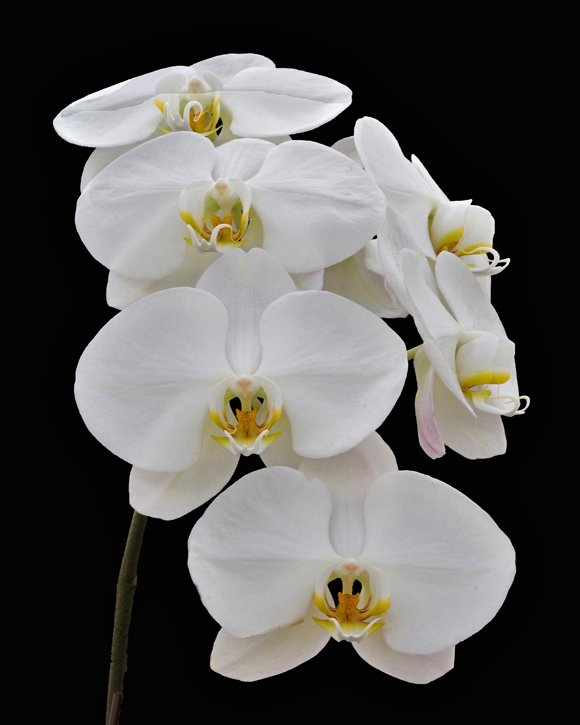 Cascade of White