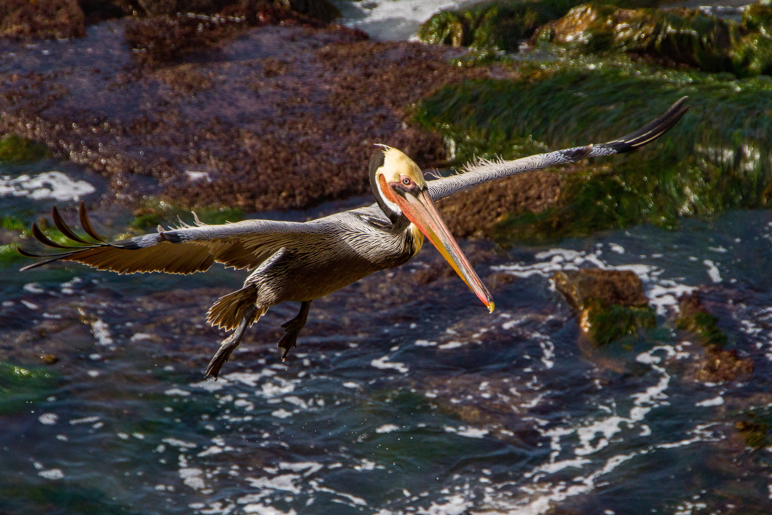 Incoming!!!