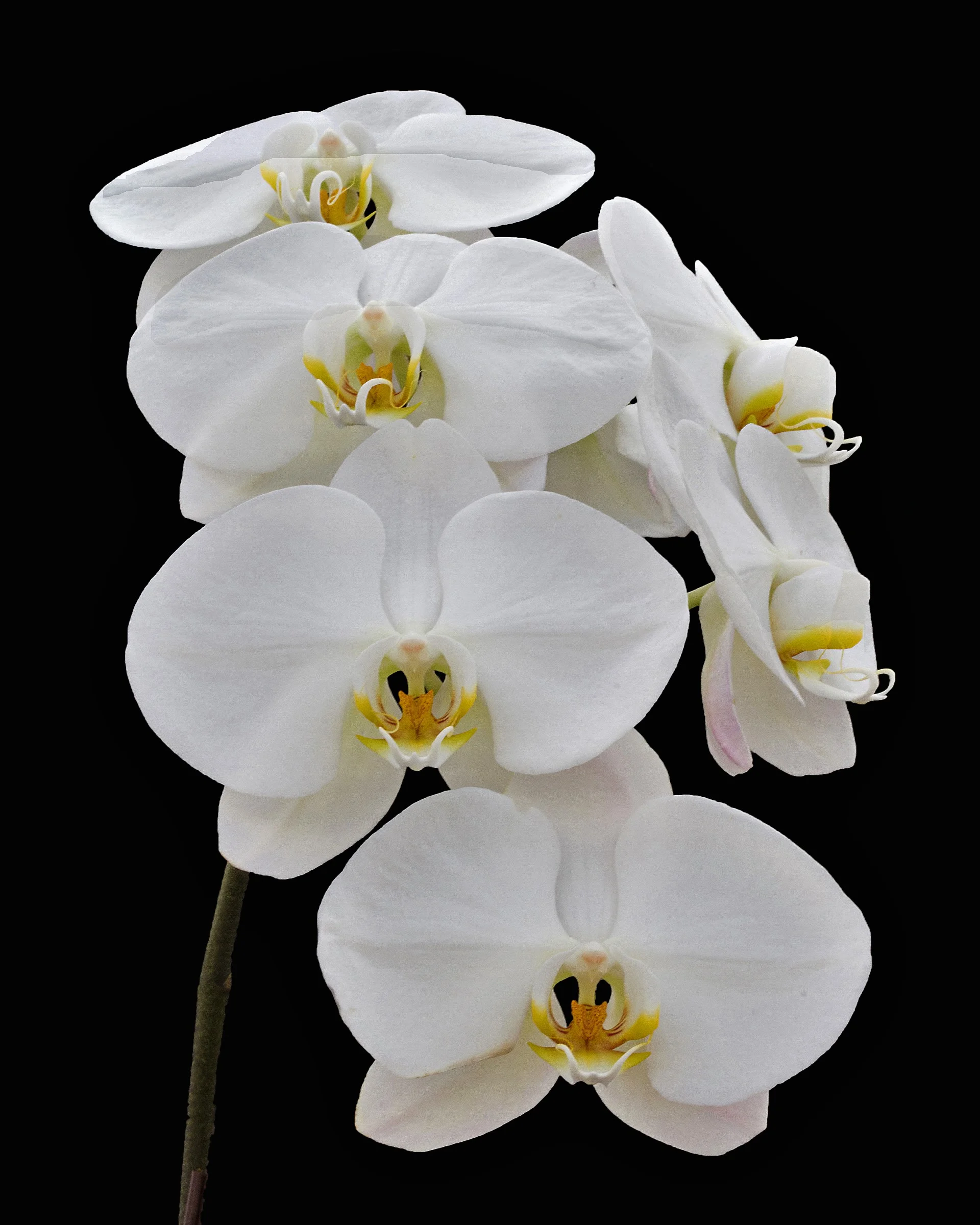 Cascade in White.jpg