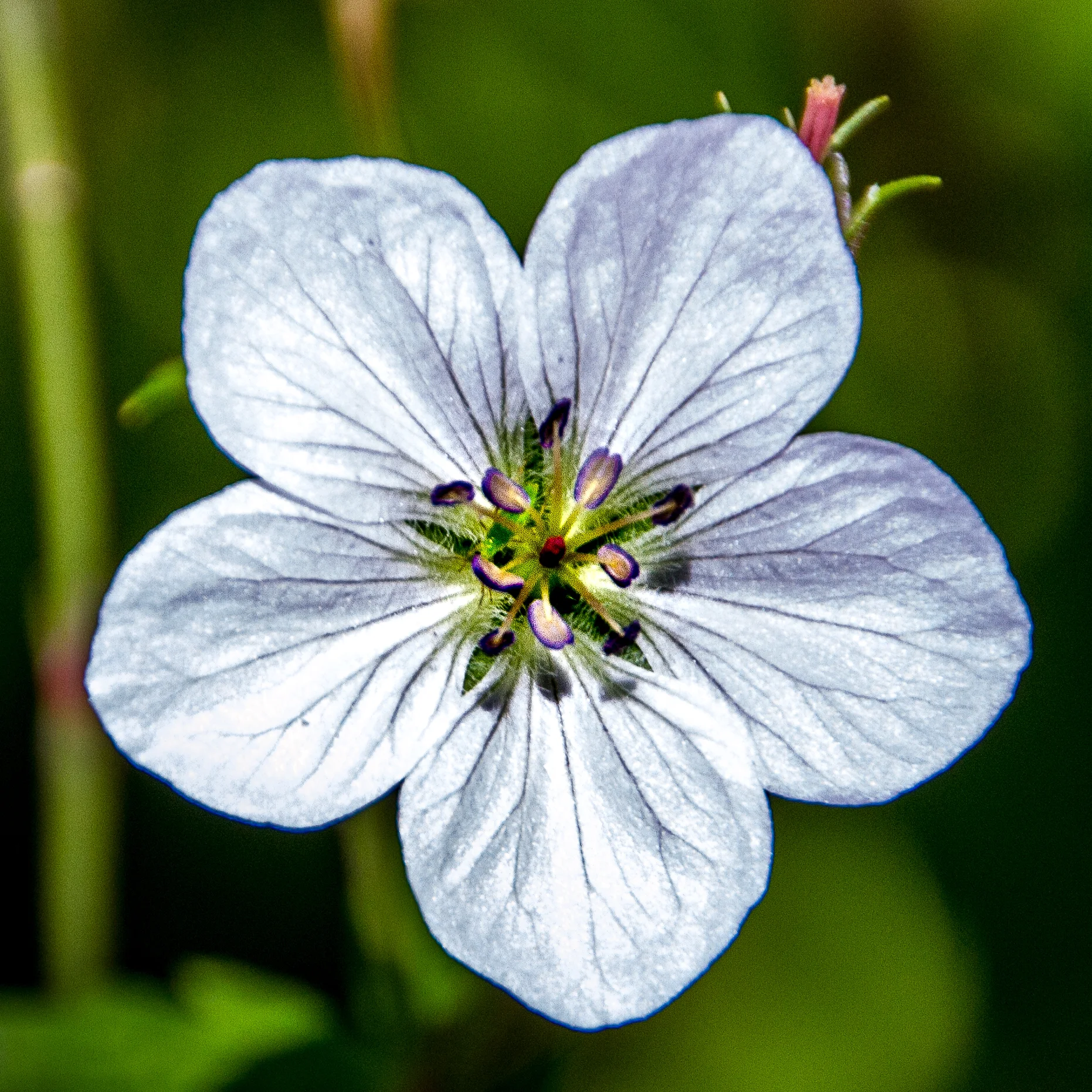 Wildflower.jpg