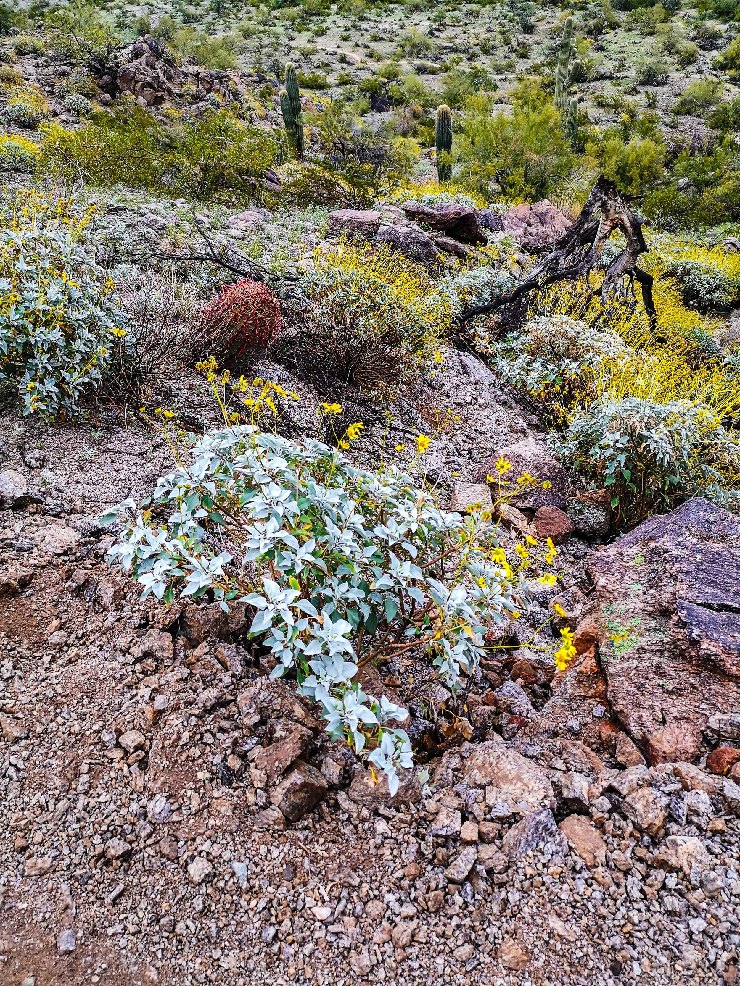 More Desert Beauty