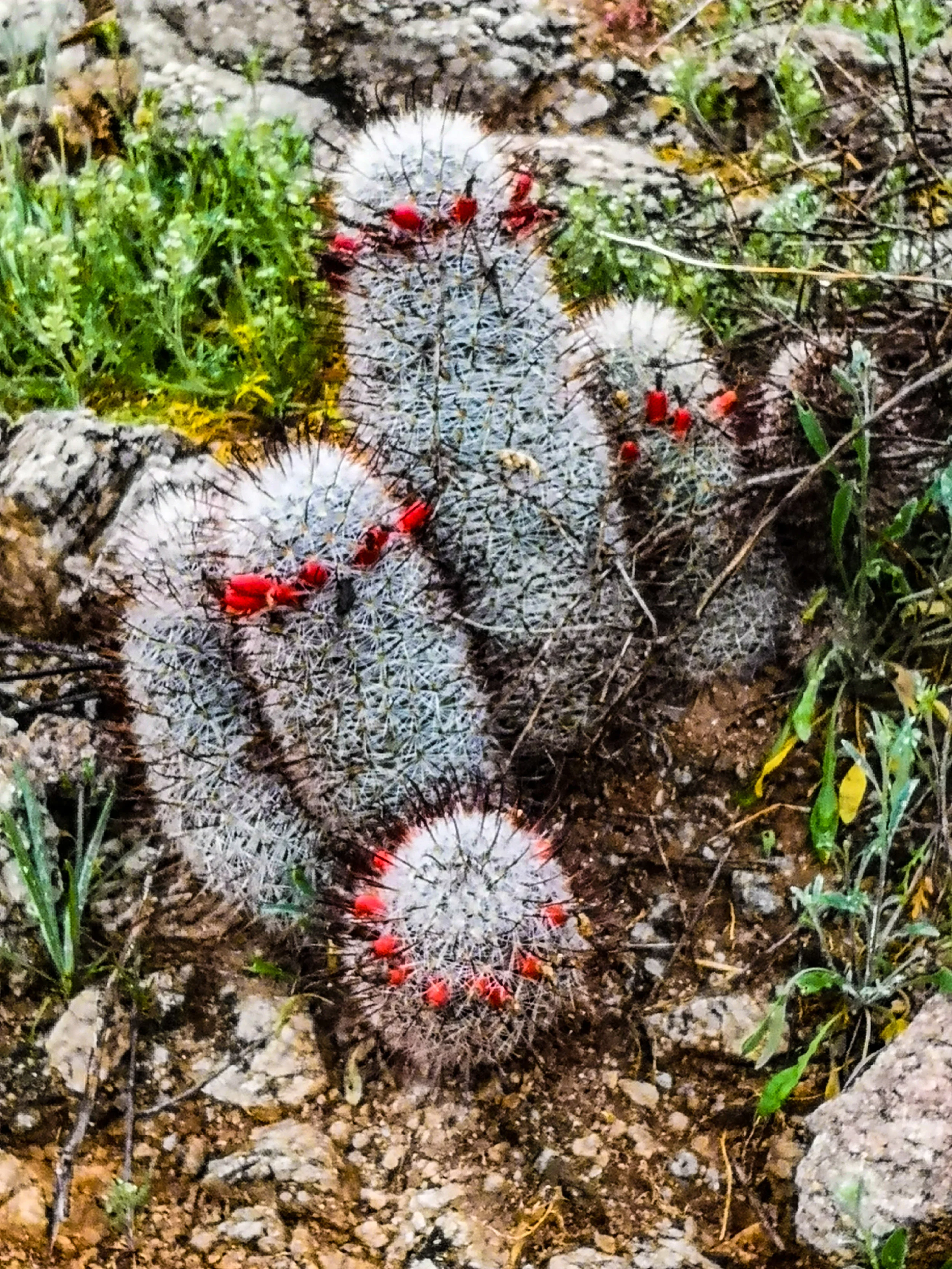 Multi-eyed Alien Life Forms