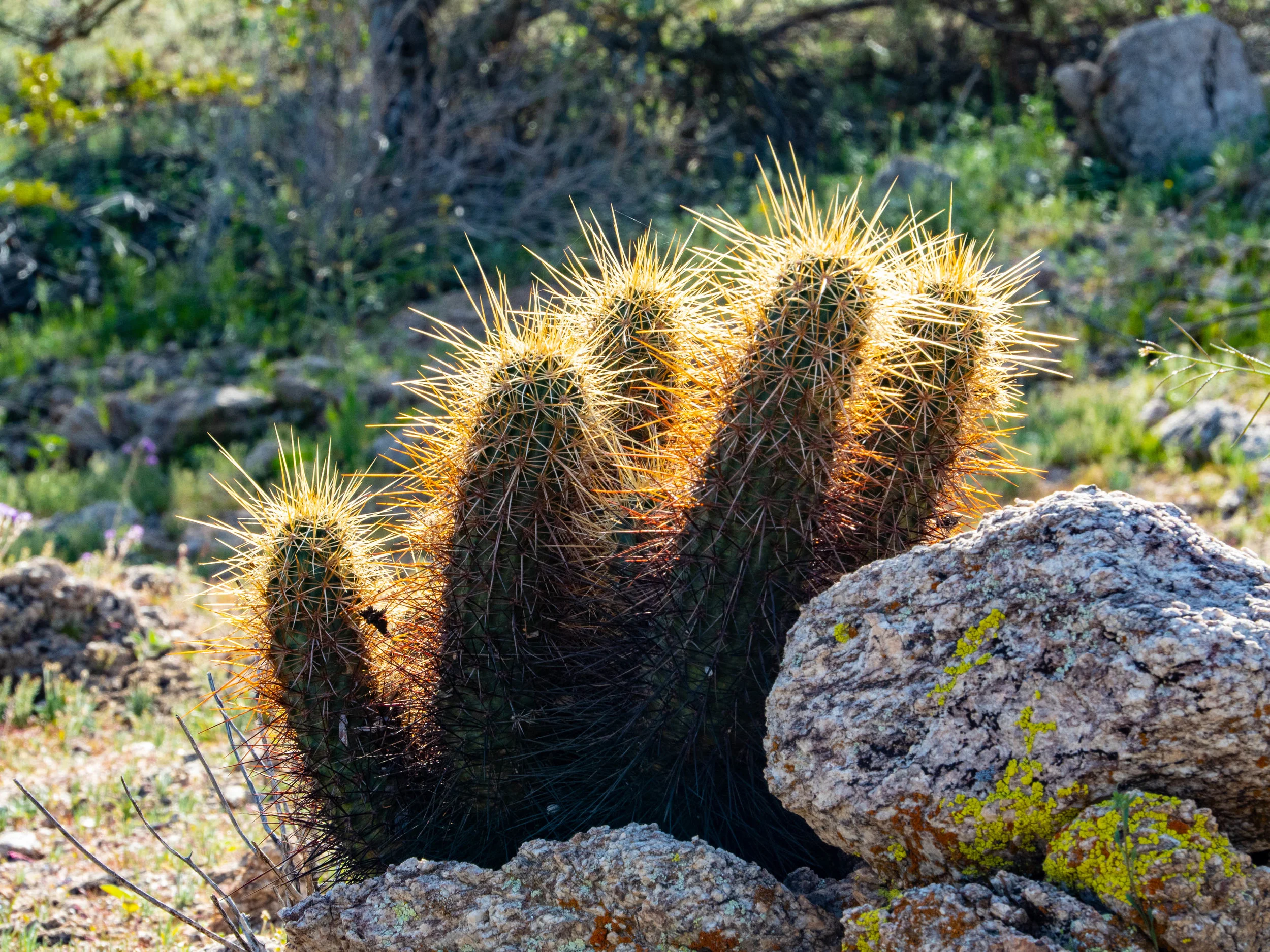 A Prickly Bunch