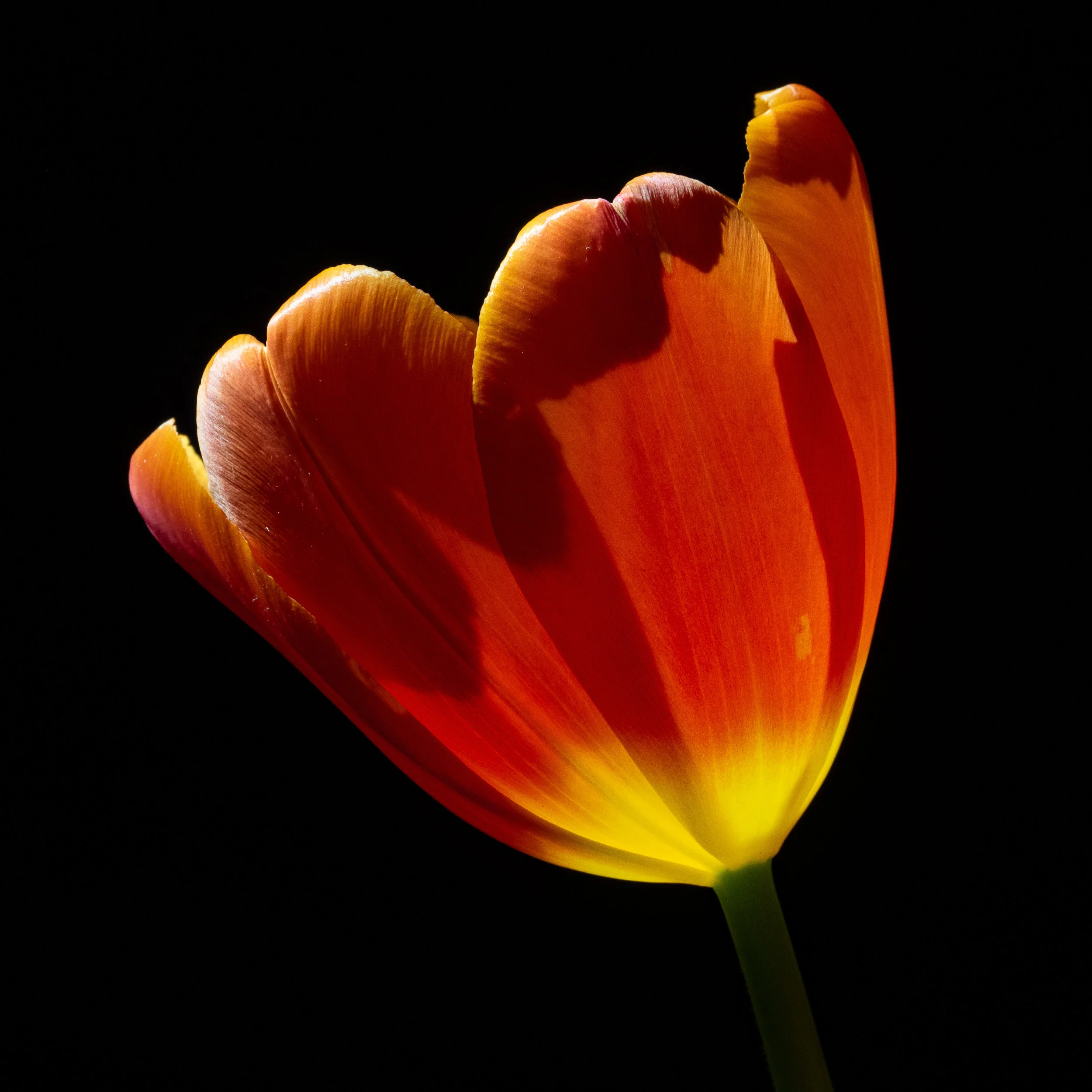 Tulips 2019-3.jpg