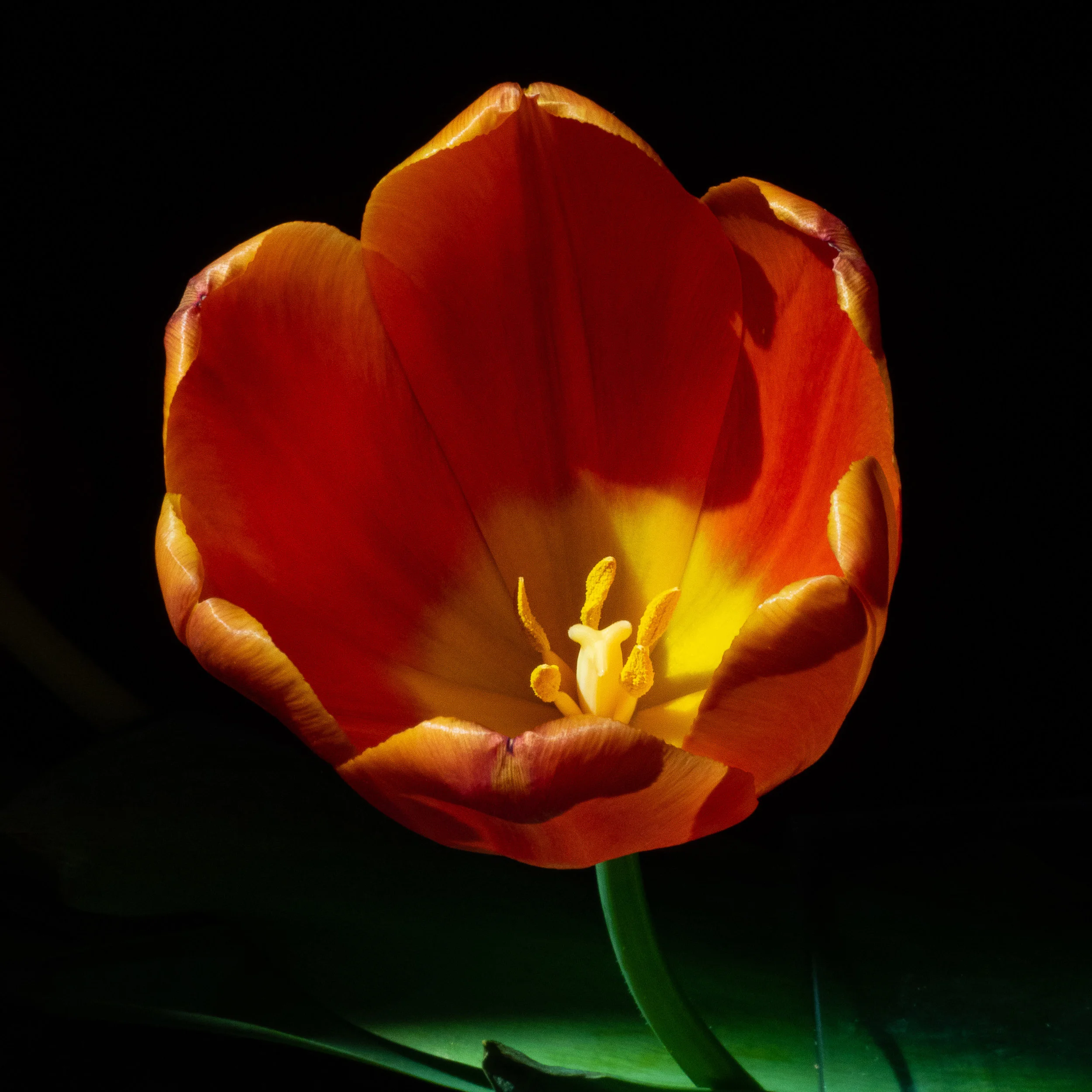Tulips 2019-4.jpg