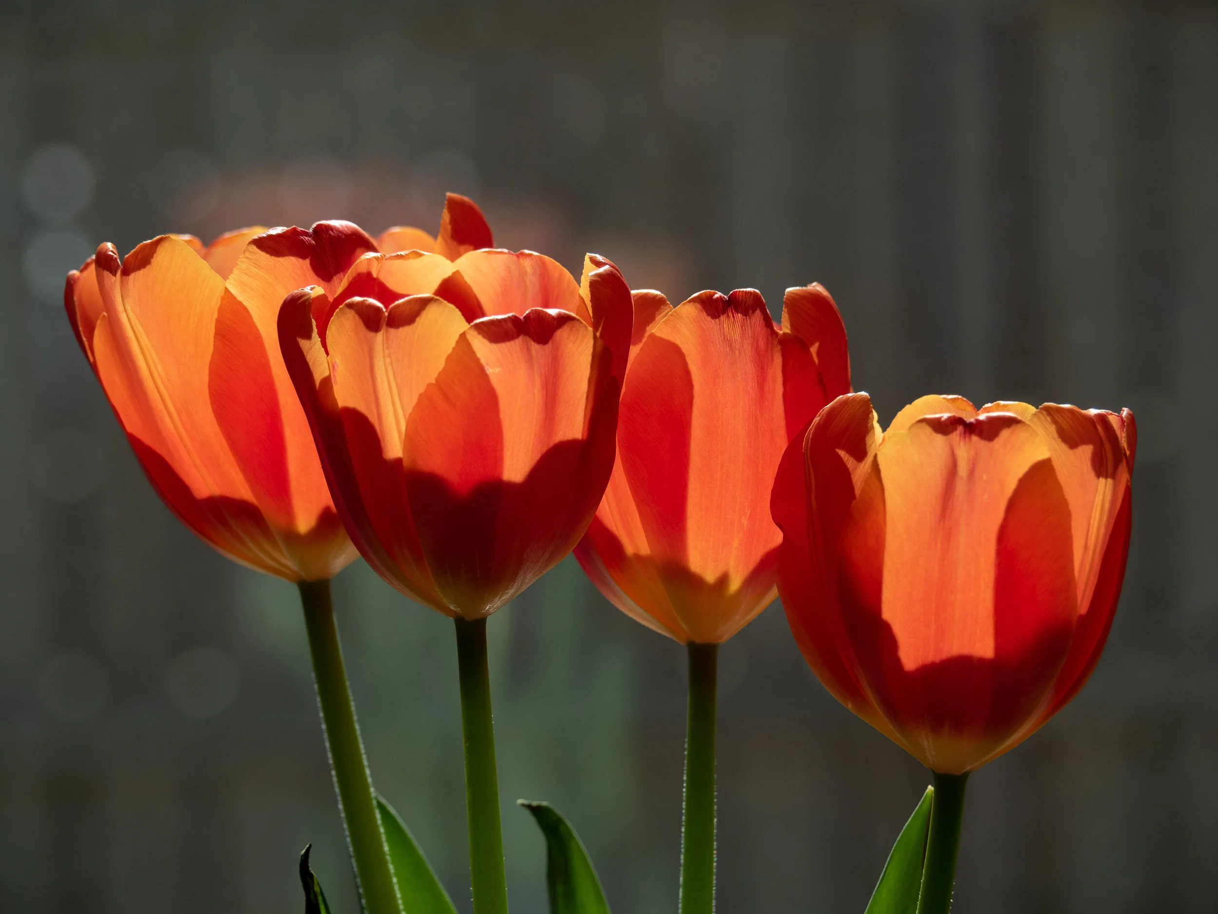 Tulips 2019-6.jpg