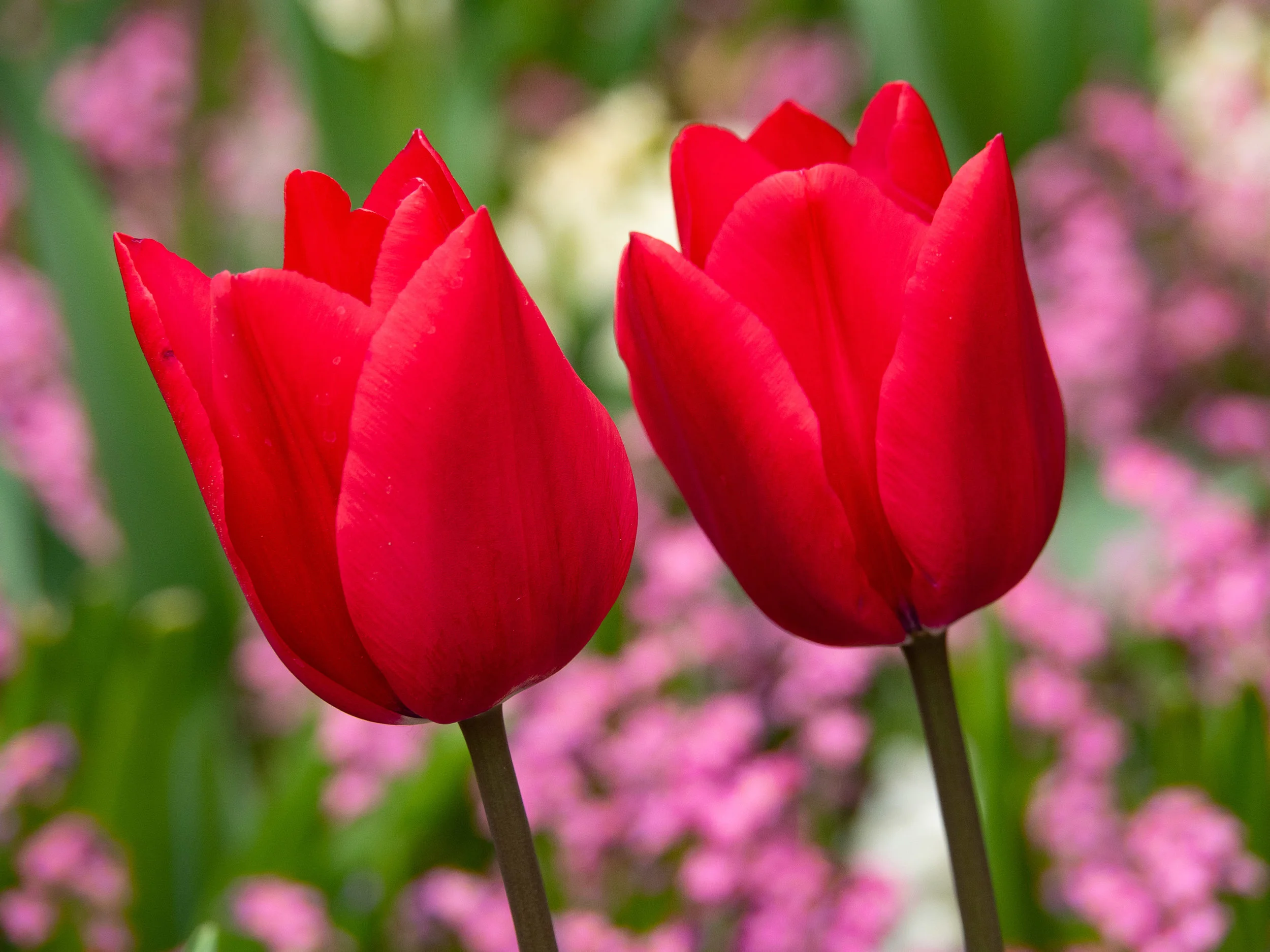 Butchart Gardens 2019 (2 of 55).JPG