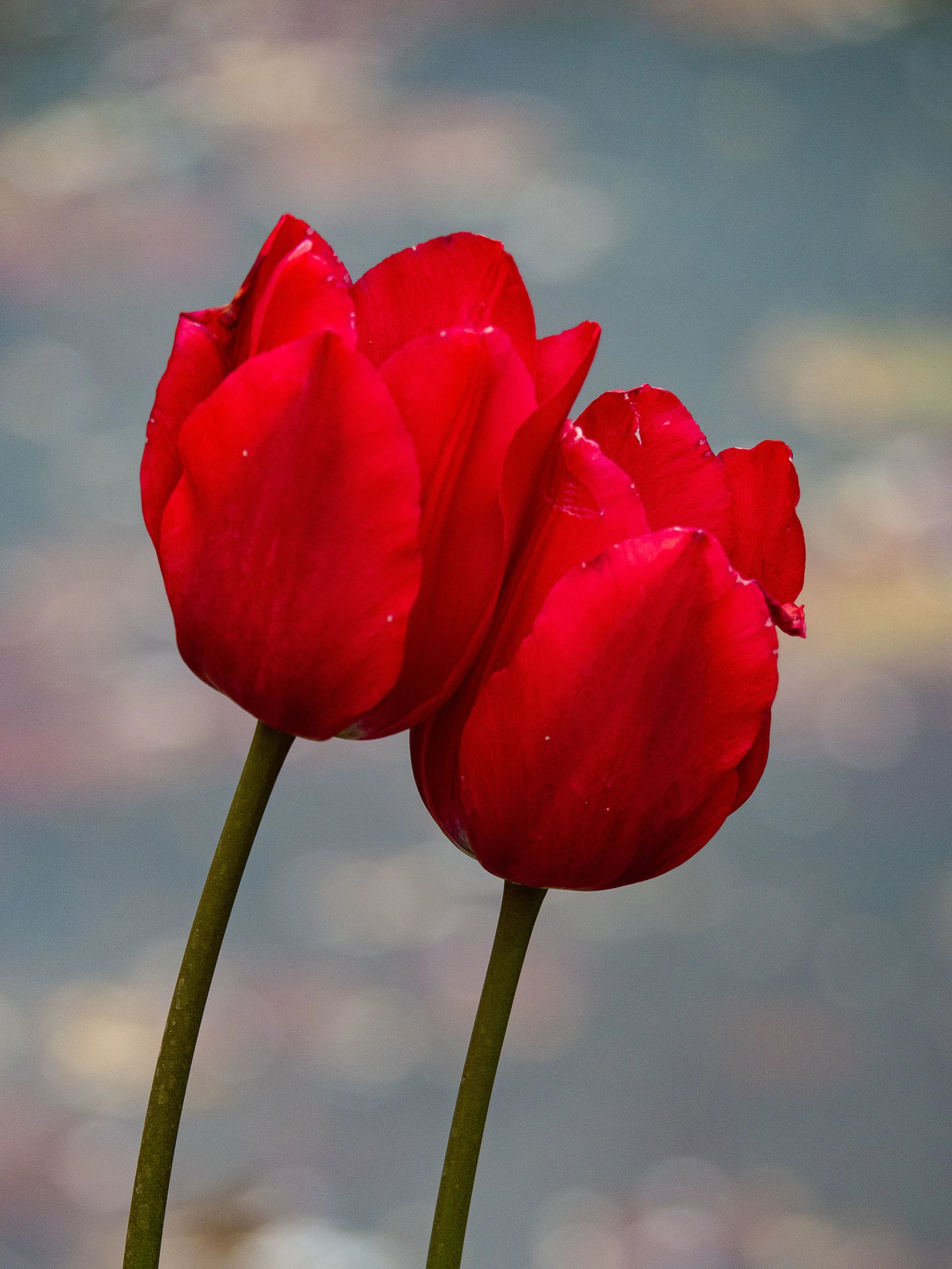Butchart Gardens 2019 (19 of 55).JPG