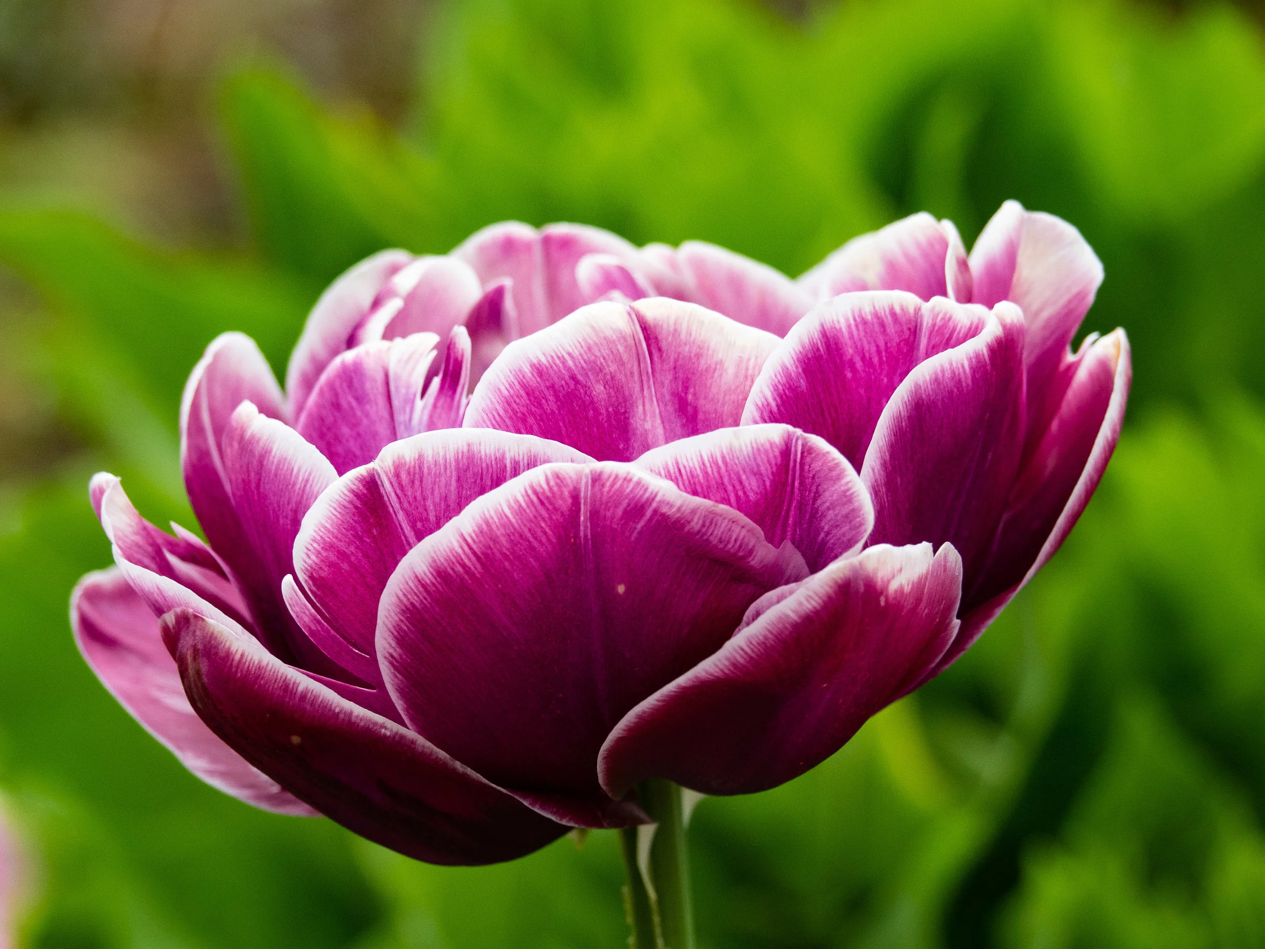 Butchart Gardens 2019 (43 of 55).JPG