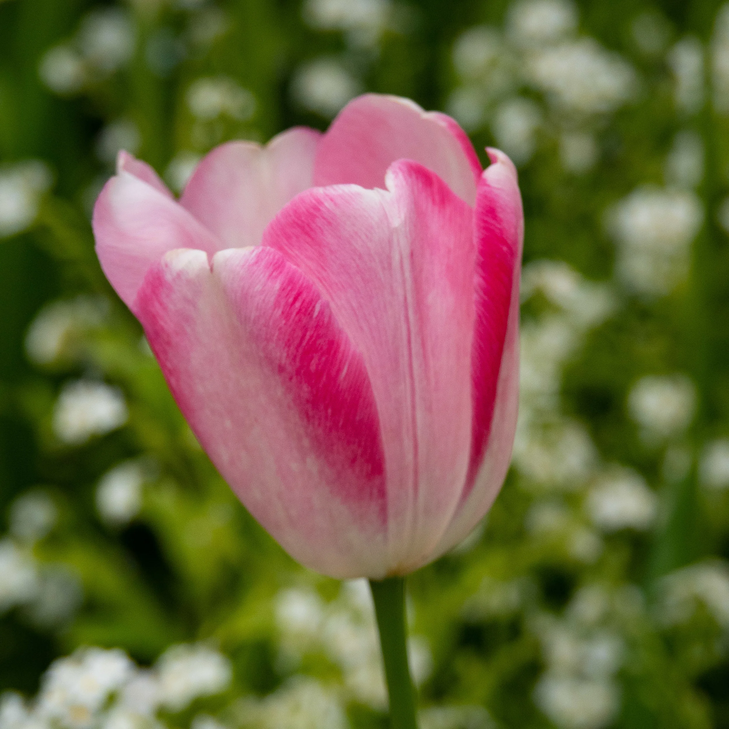 Butchart Gardens 2019 (52 of 55).JPG
