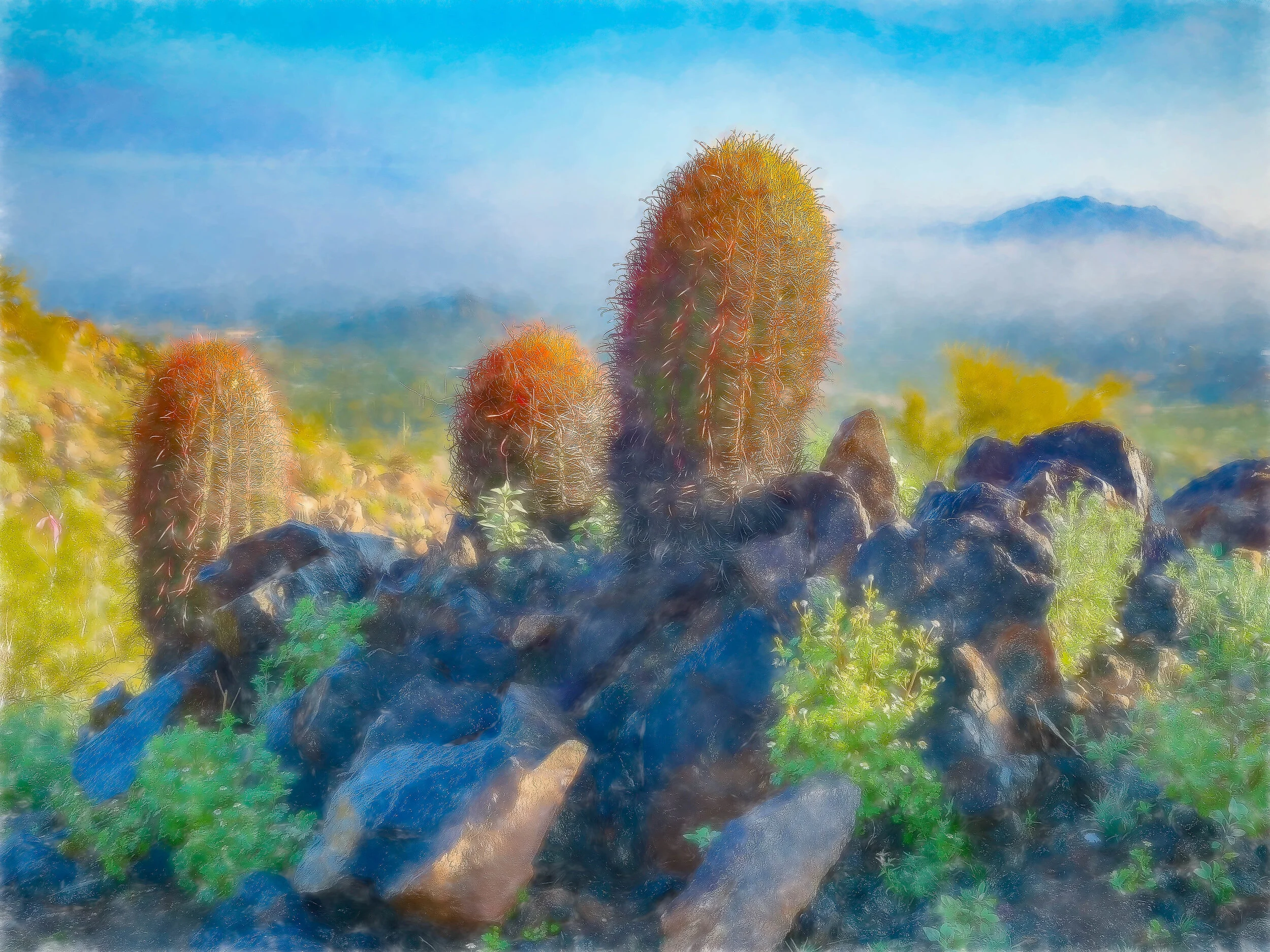 Cactus View 1