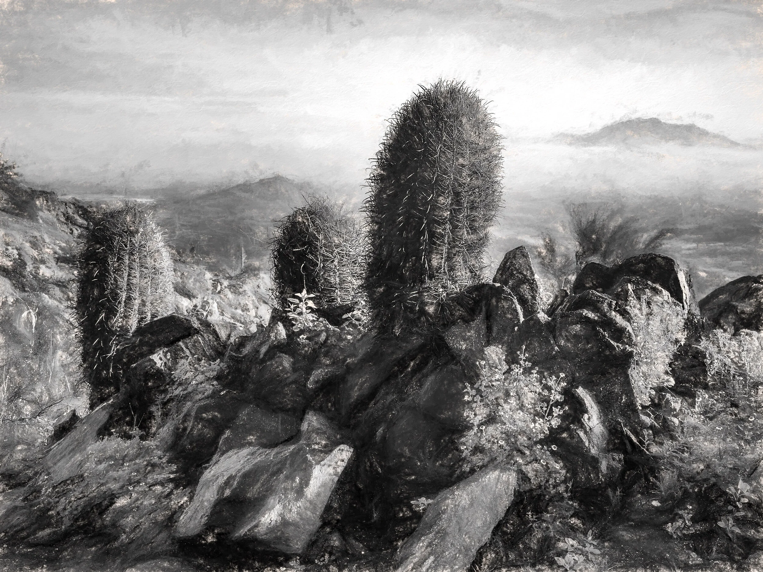 Cactus View 2