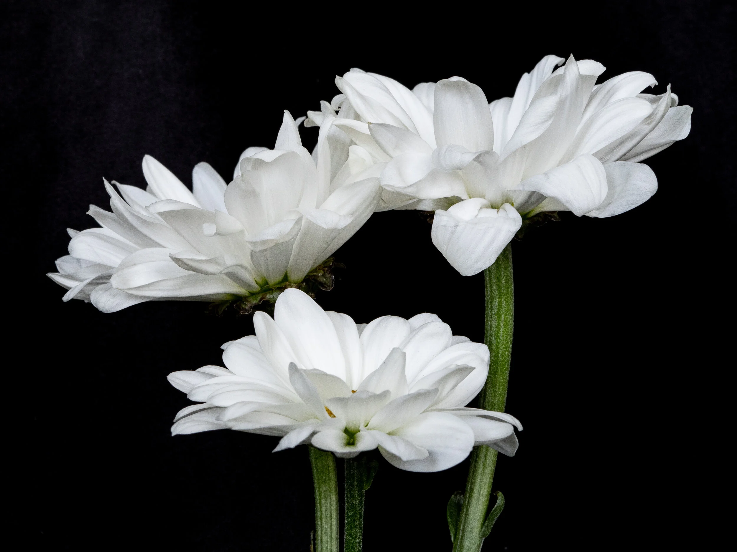 Marguerites-1.JPG