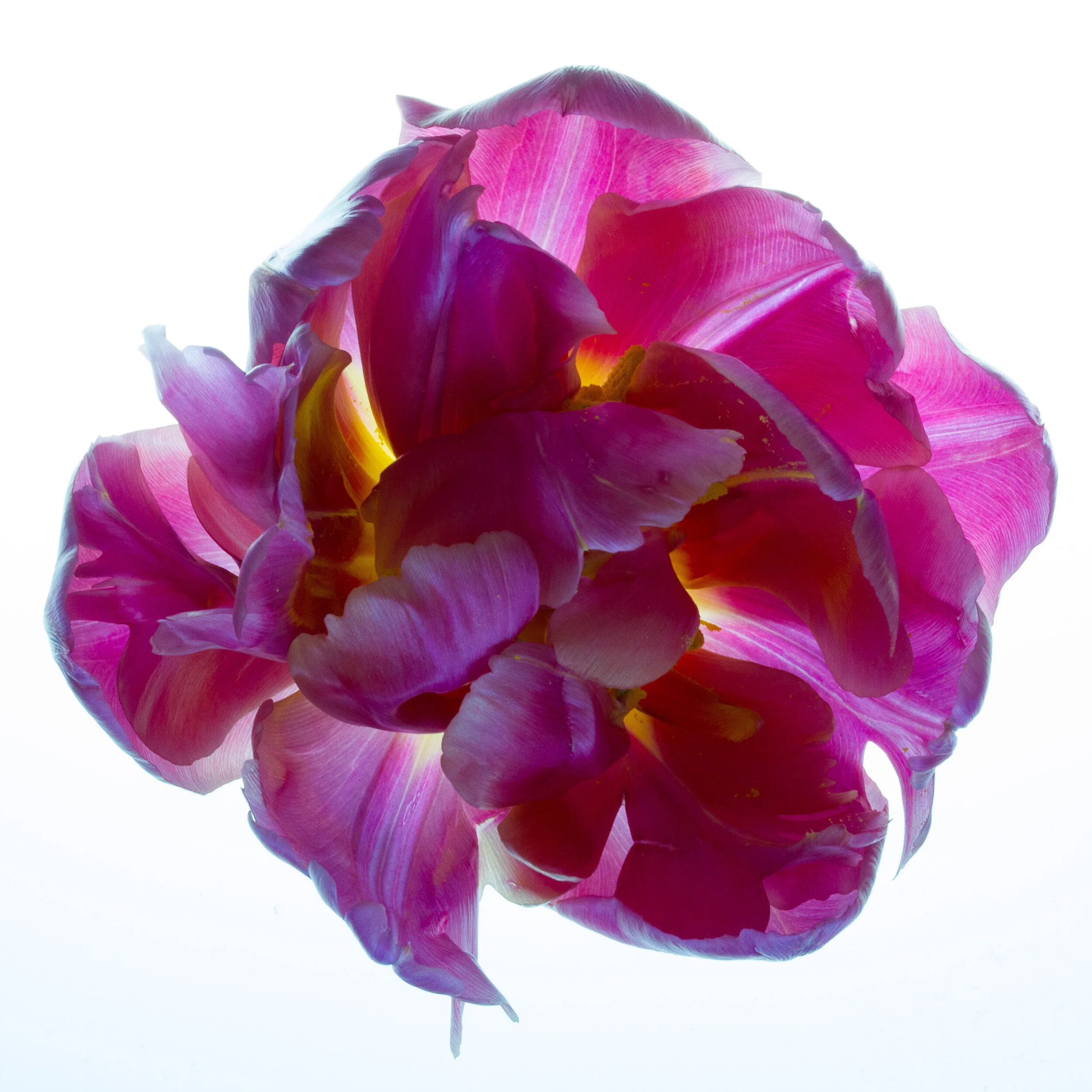 March Tulips (10 of 13).JPG
