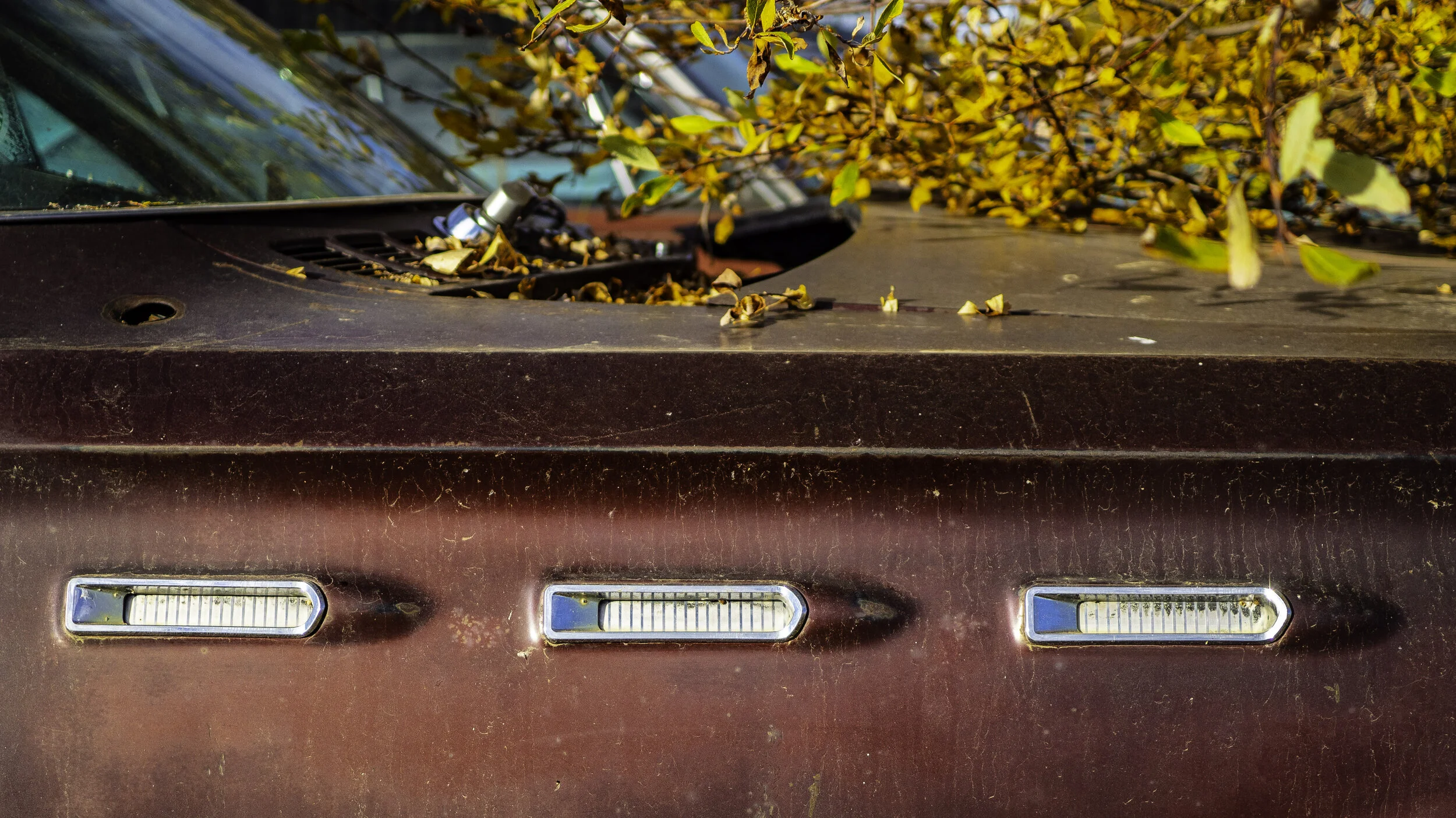 Colleen_Sayer-Fall Colours.JPG