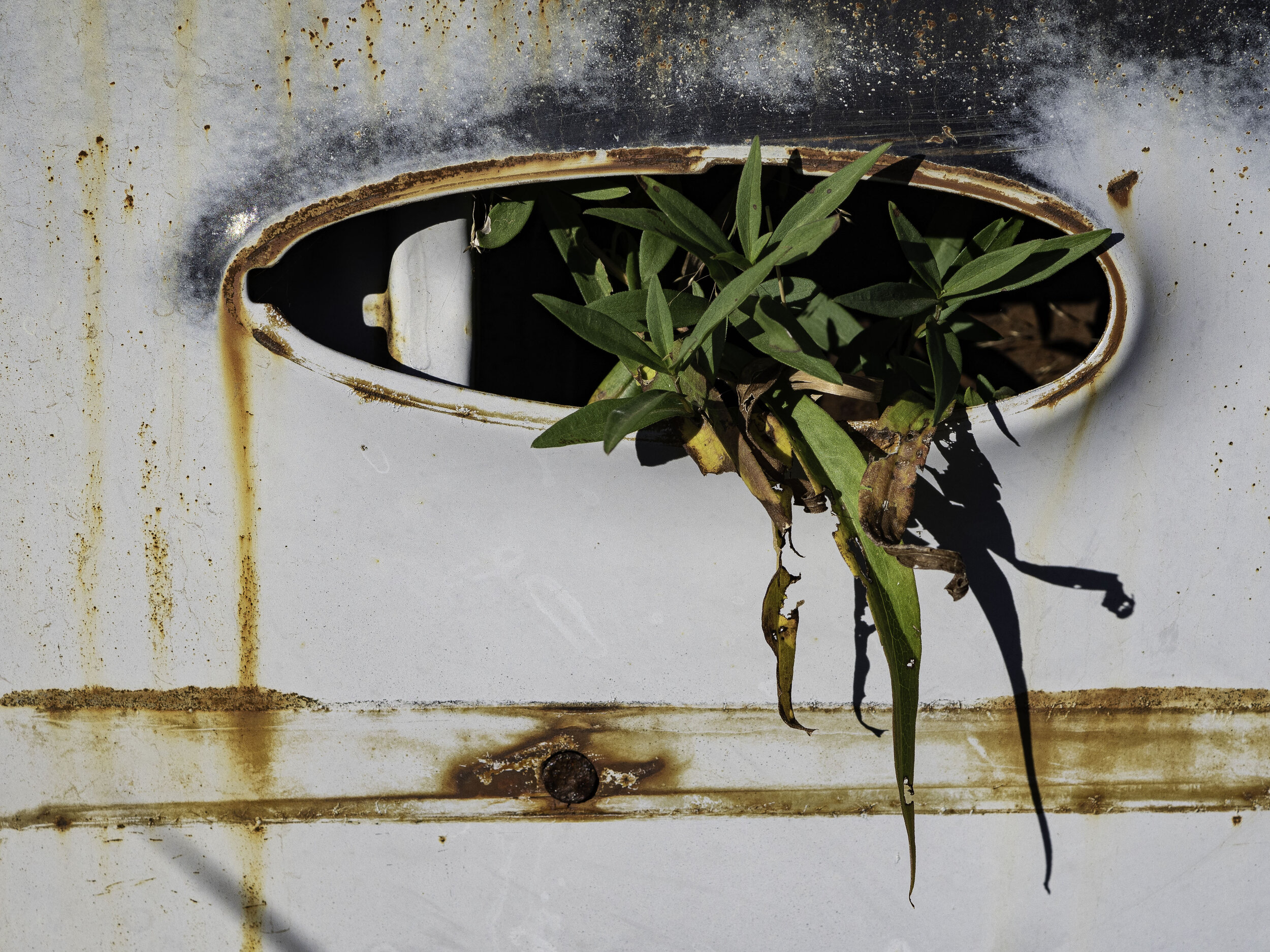 Colleen_Sayer-Perseverence 2.JPG