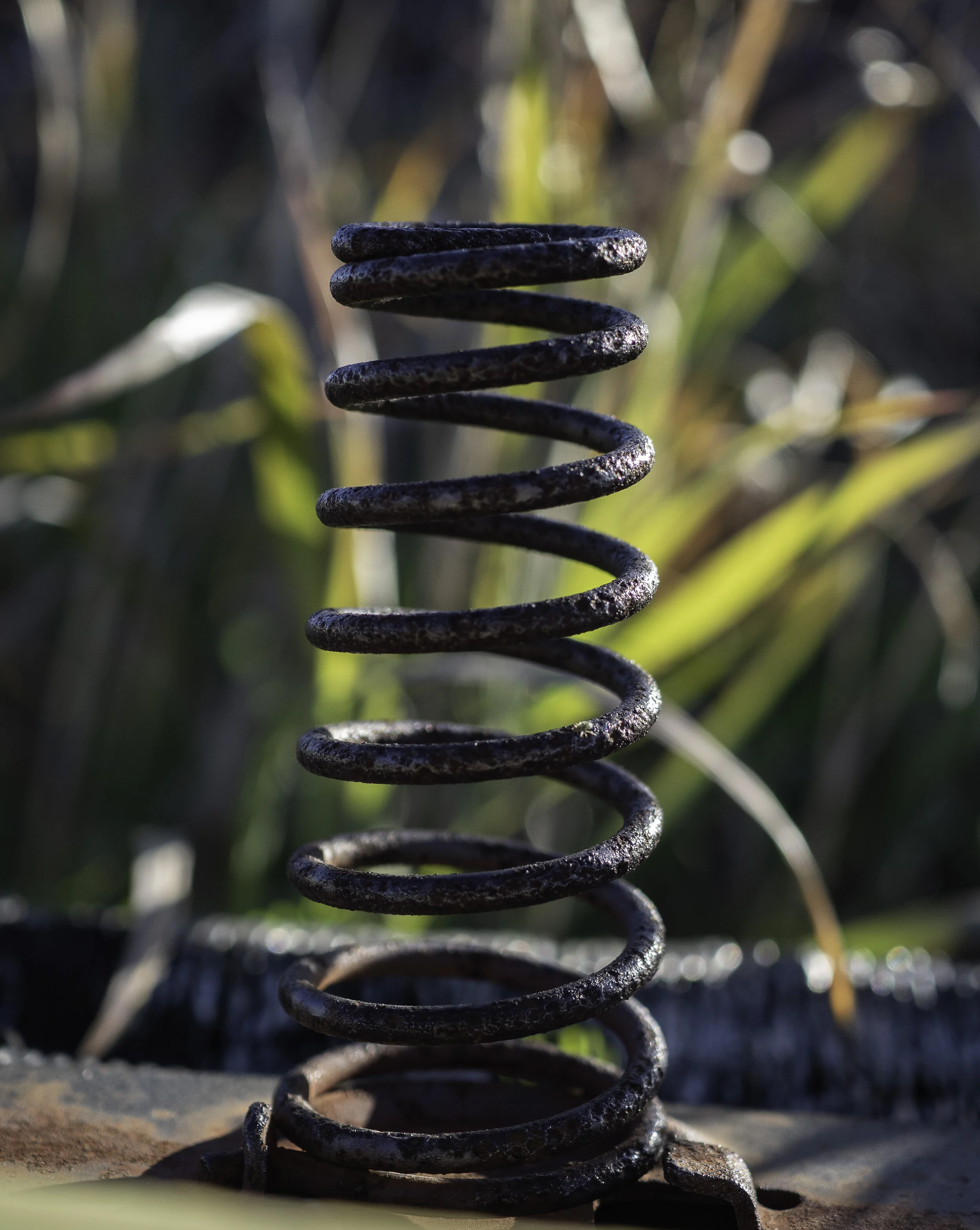 Colleen_Sayer-Spring Is Here.JPG