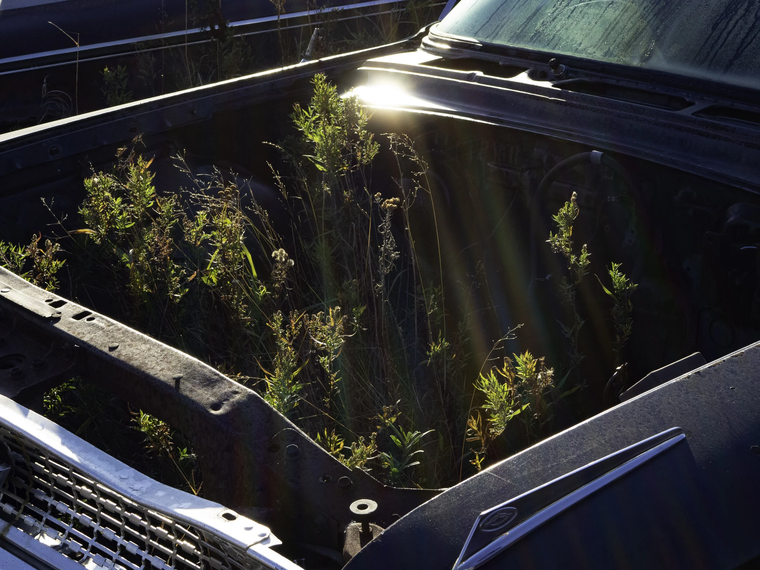 Colleen_Sayer-Weed Like Some Sun.JPG