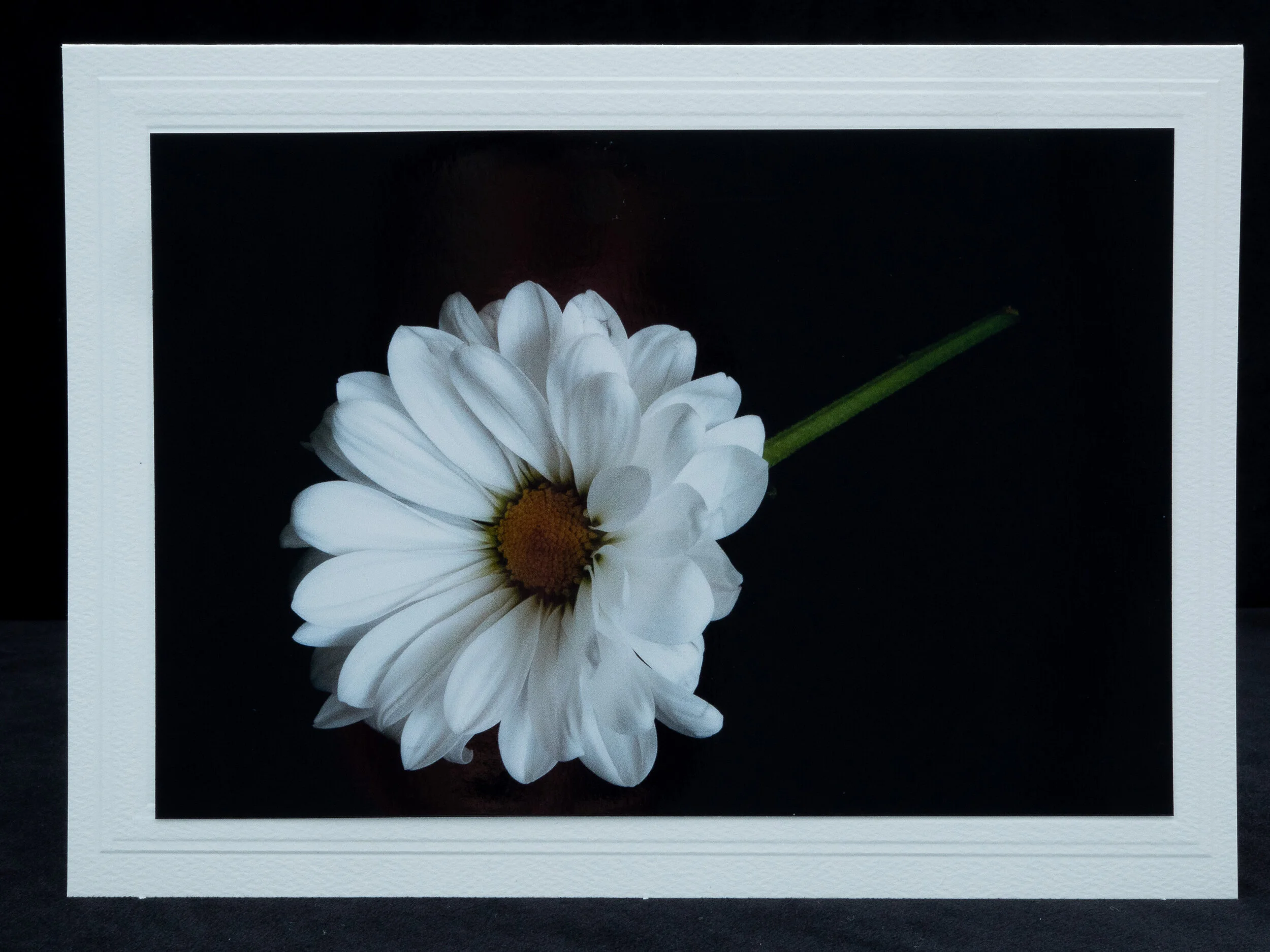 Marguerites 2