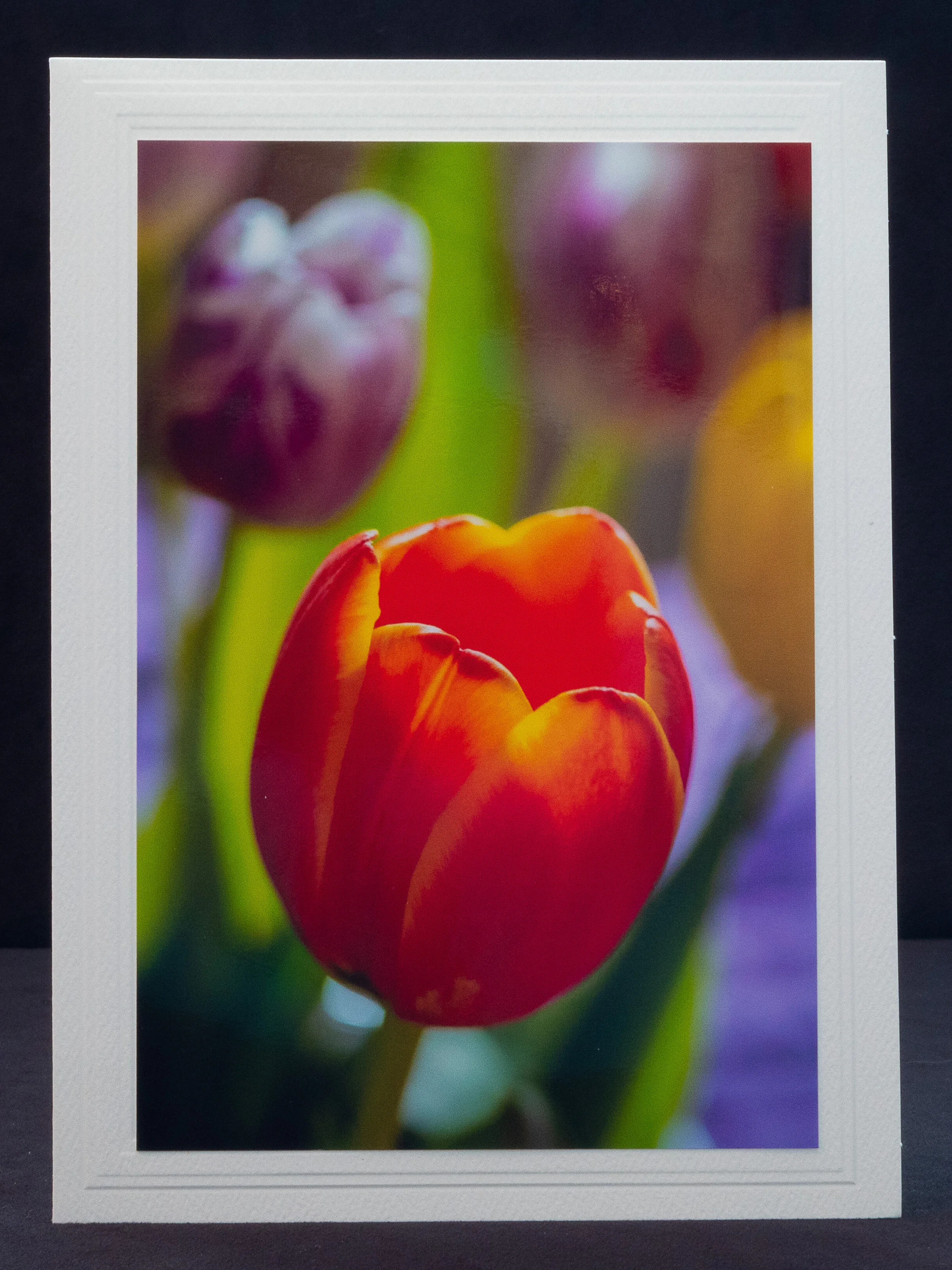 Spring Tulip