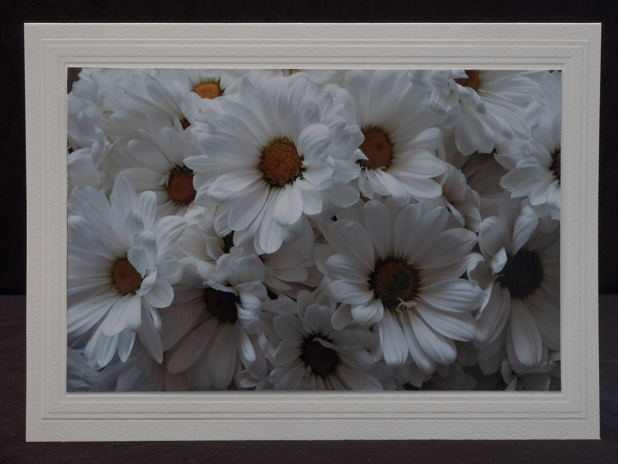 Marguerites 5