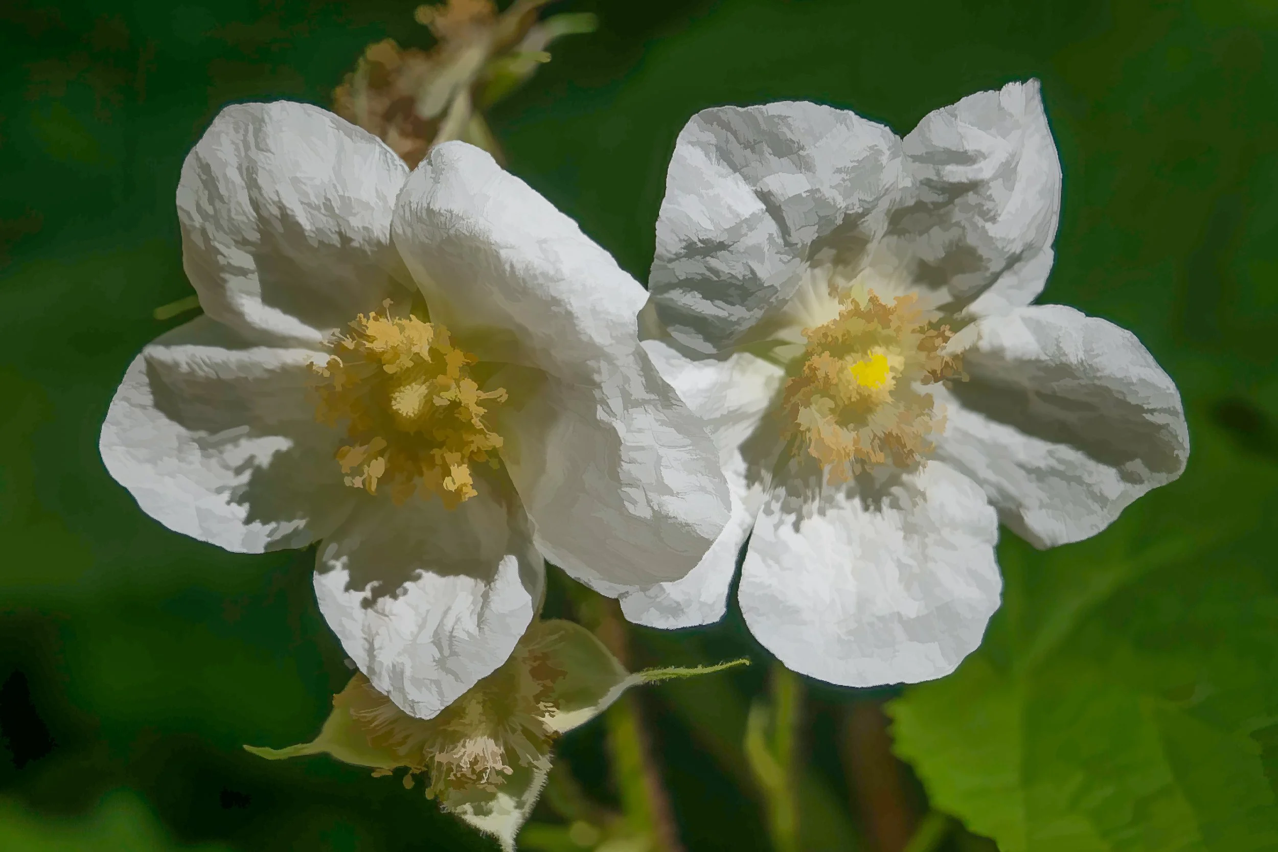 Wildflowers-2.jpg