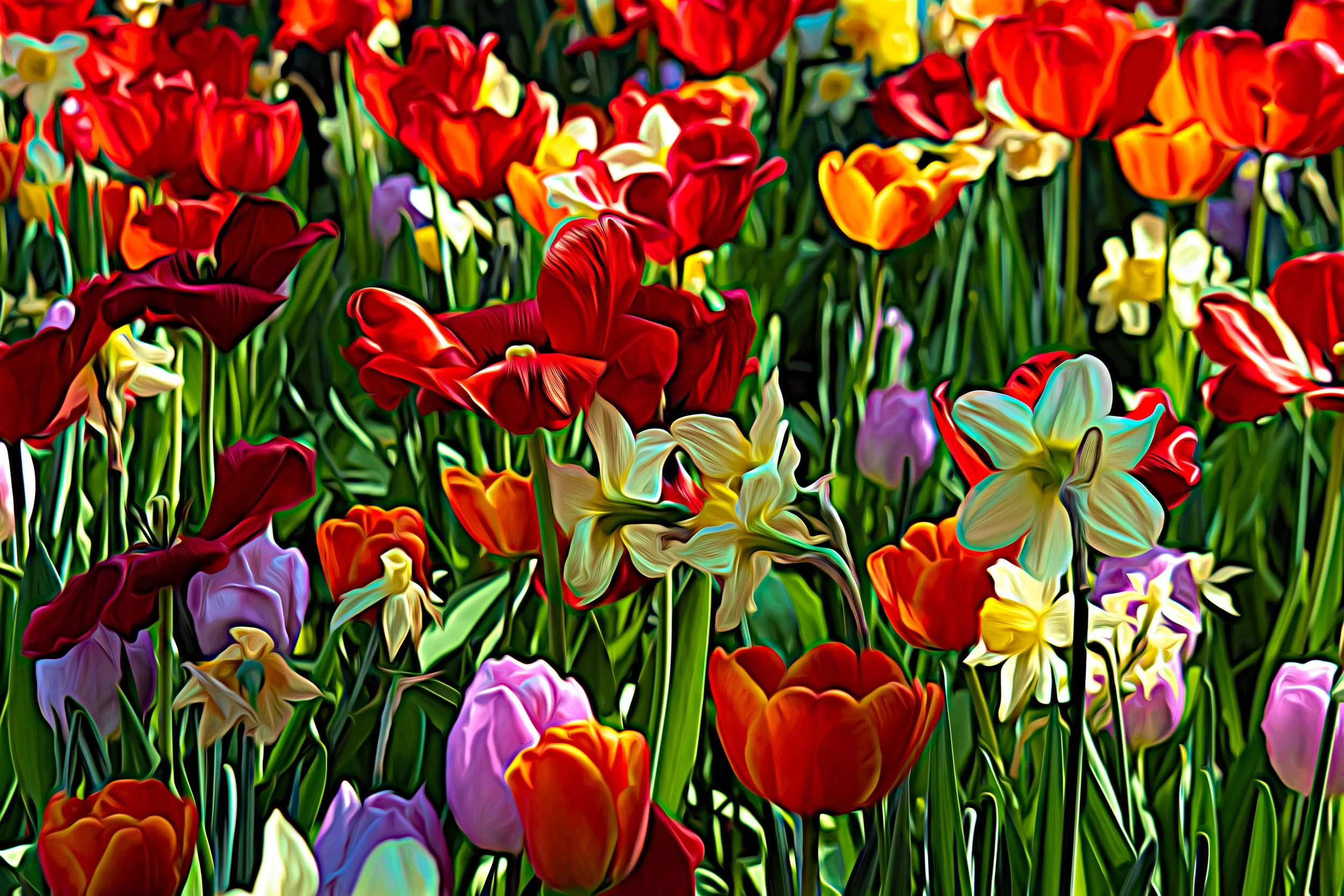 Muttart Tulips-3.JPG