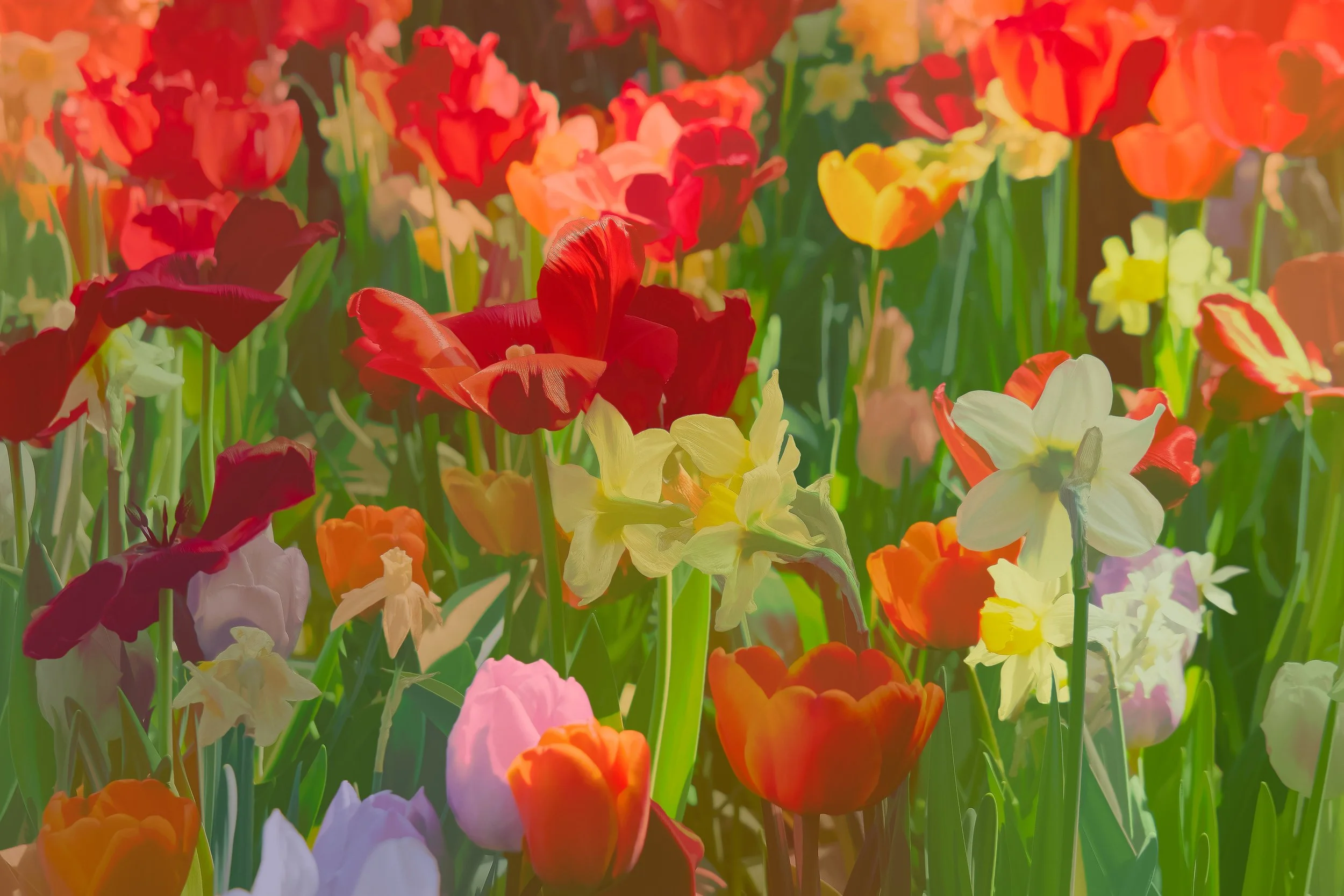 Muttart Tulips-4.JPG