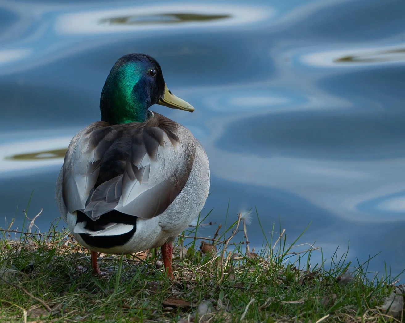 Ducky Day for a Dip