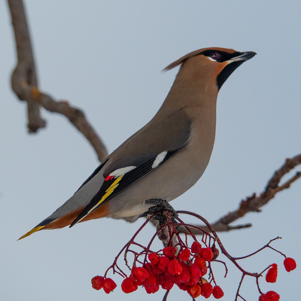 Colleen_Sayer-Winter Waxwing.JPG