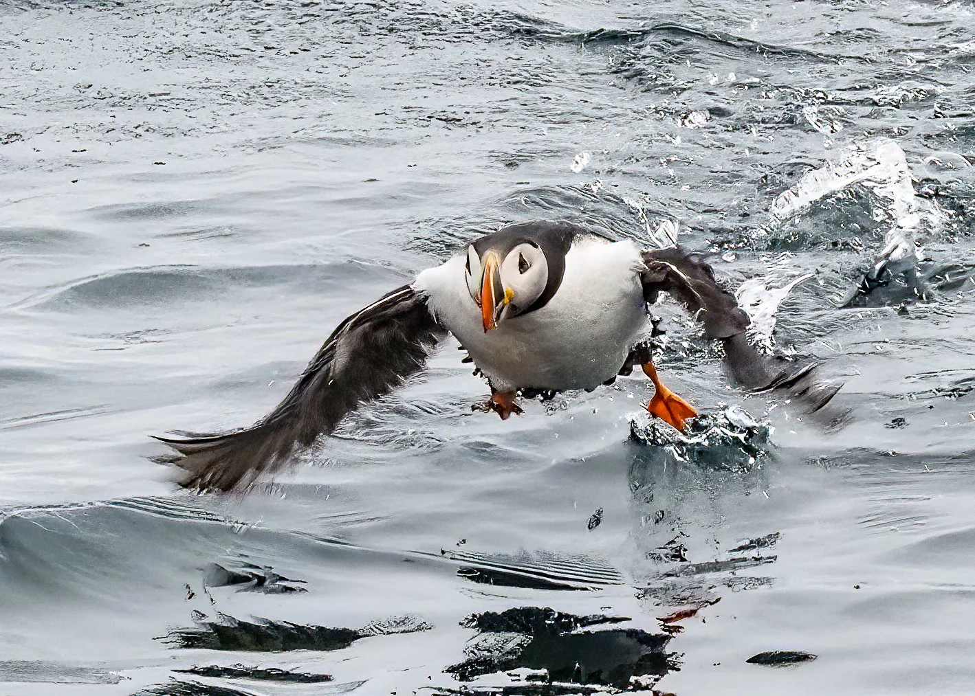 Puffin3.JPG