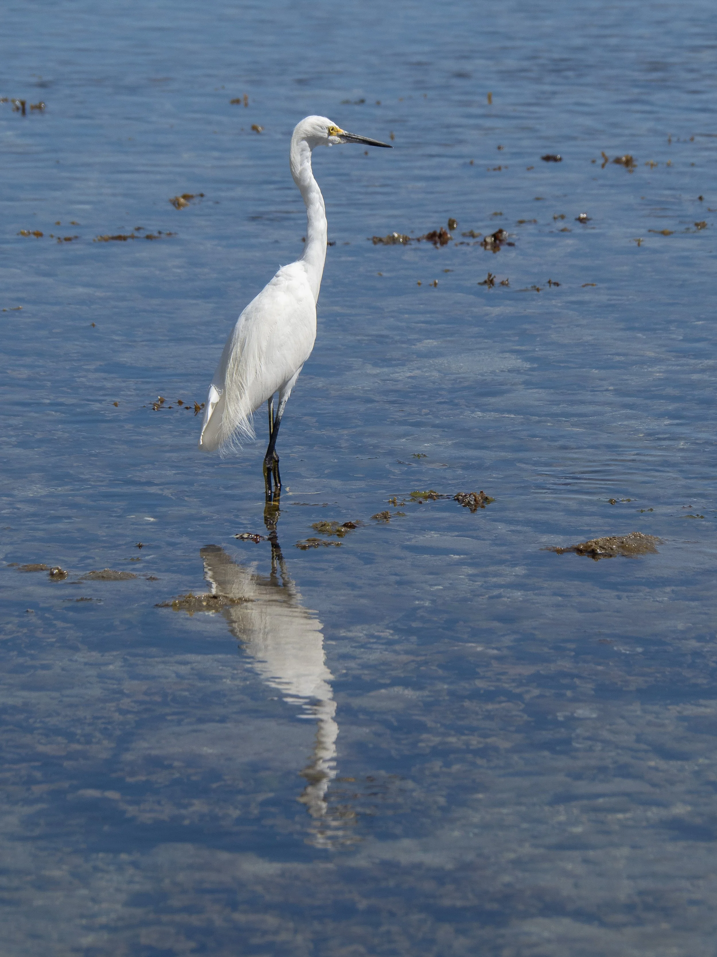 Mexico Birds.JPG