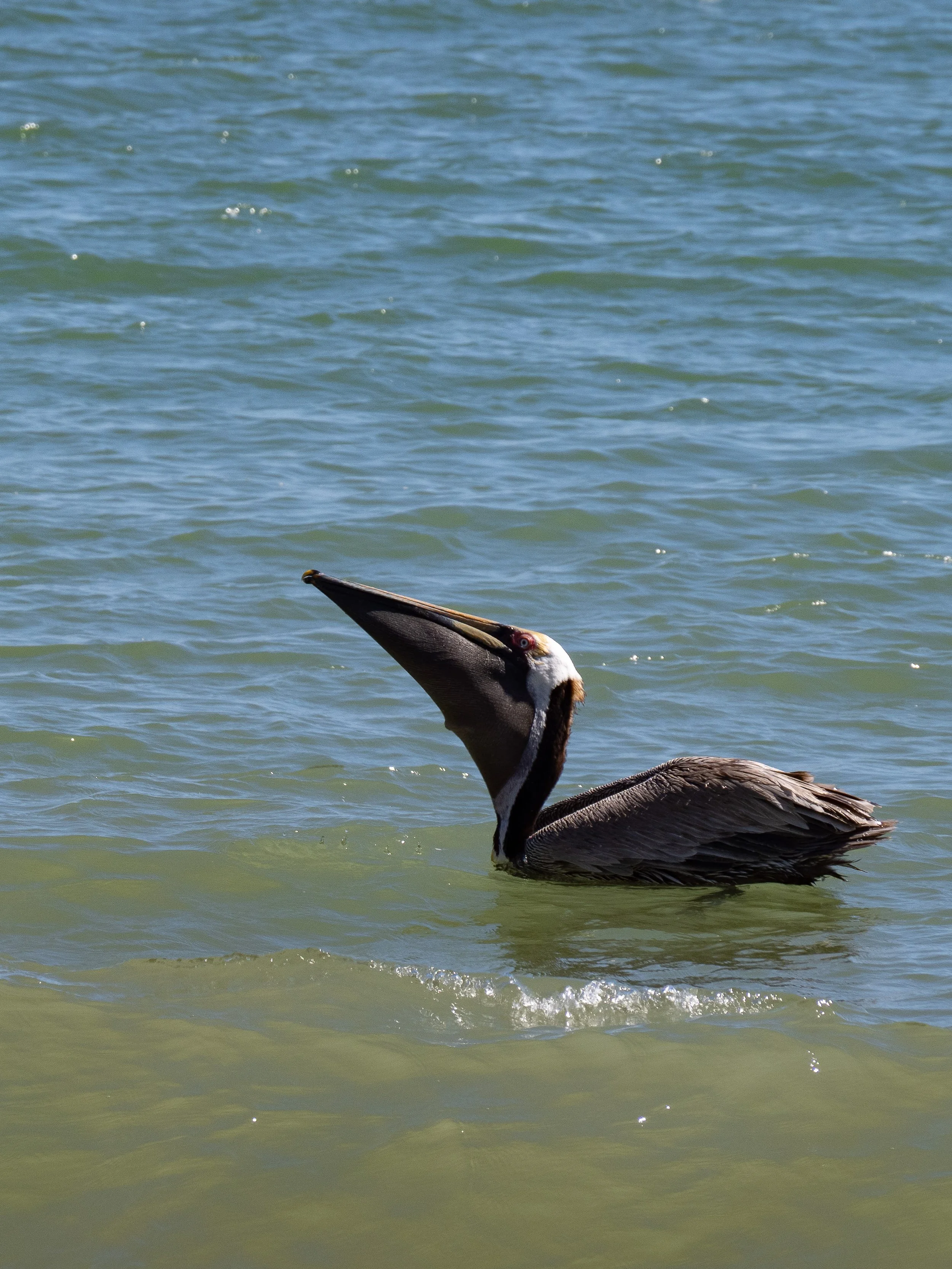 Mexico Birds-3.JPG