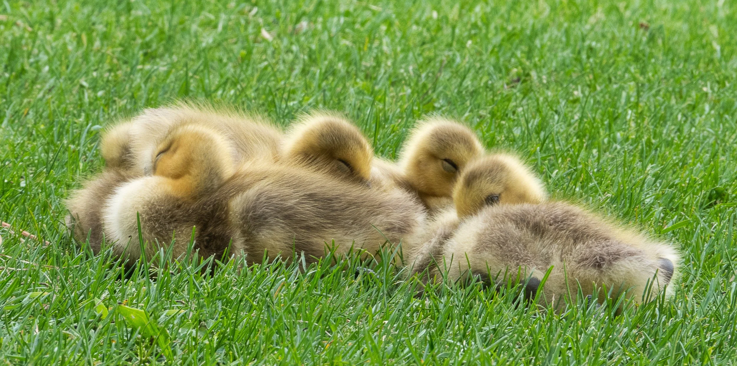 Hawrelak Geese-2.JPG