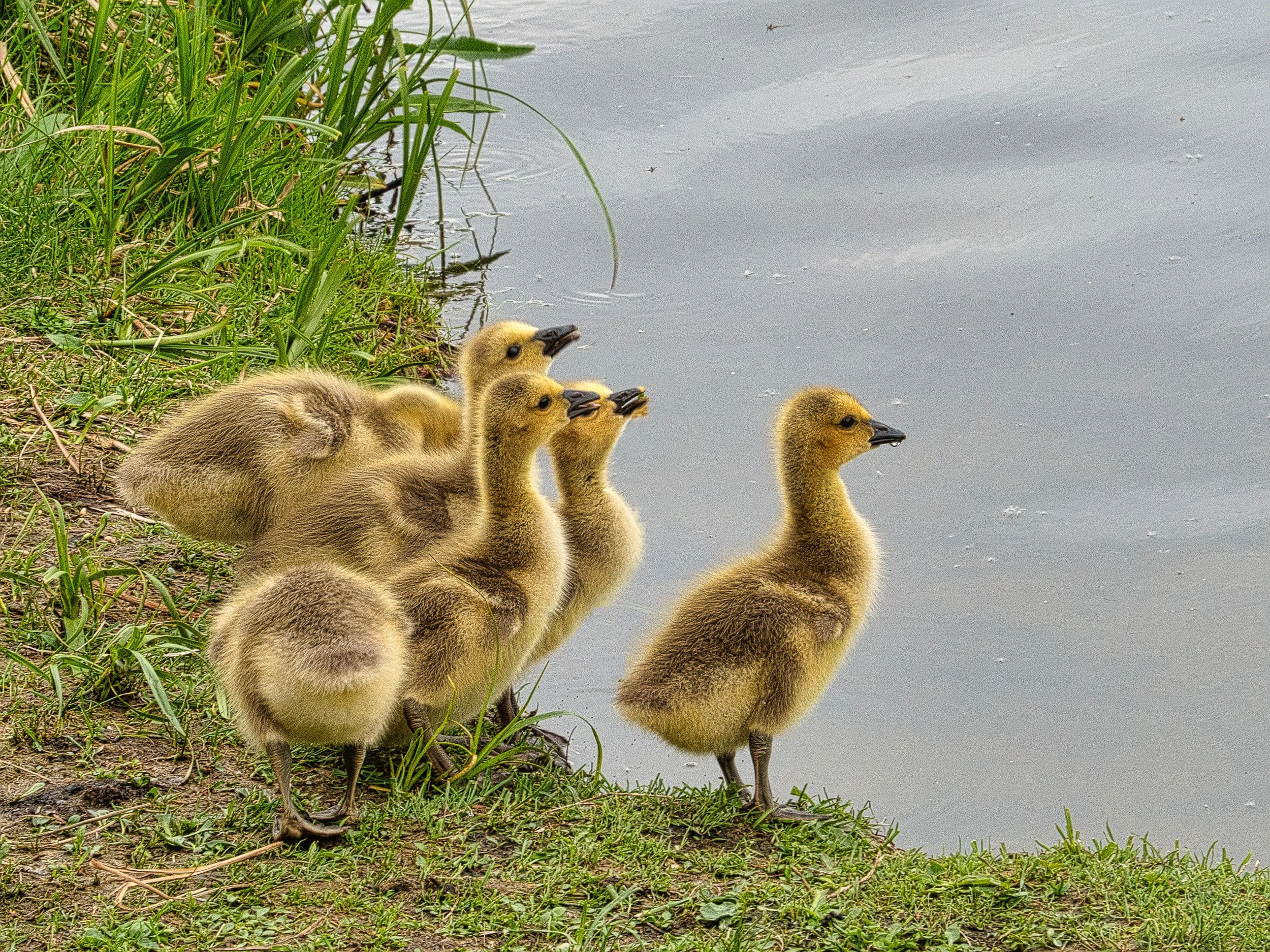 Hawrelak Geese-3.JPG
