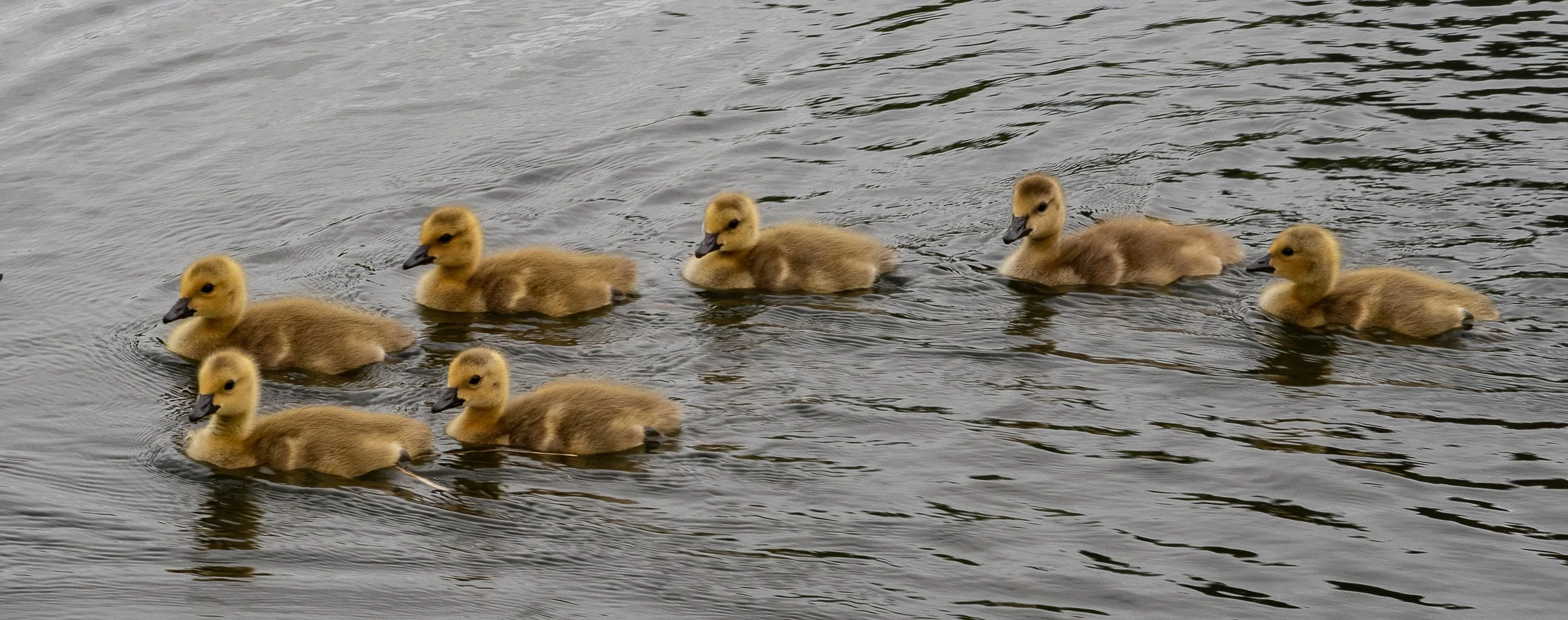 Hawrelak Geese-5.JPG