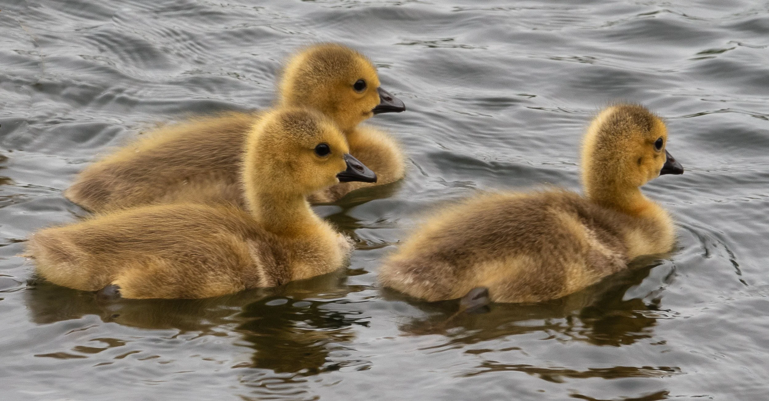 Hawrelak Geese-6.JPG