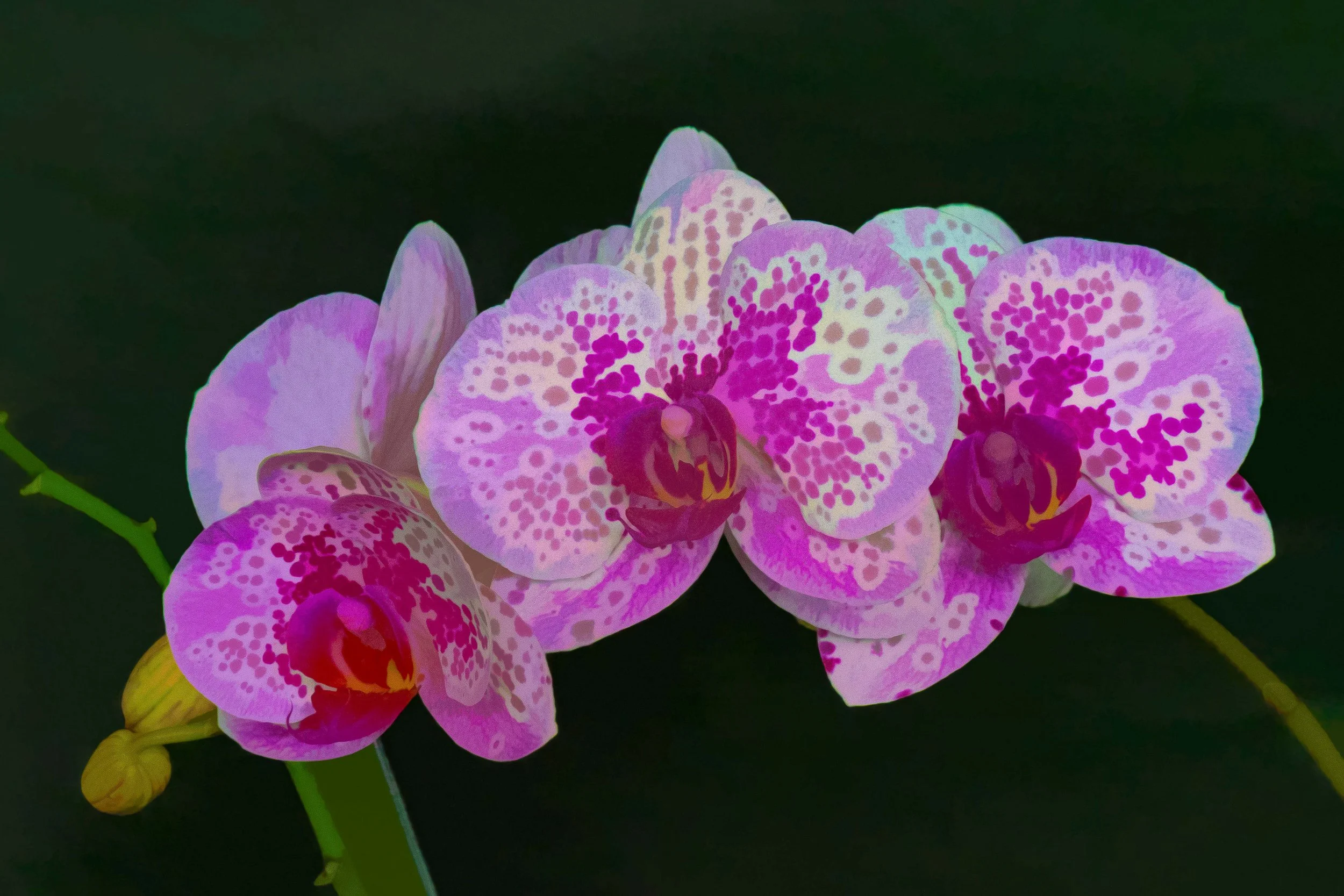 Orchids.jpg