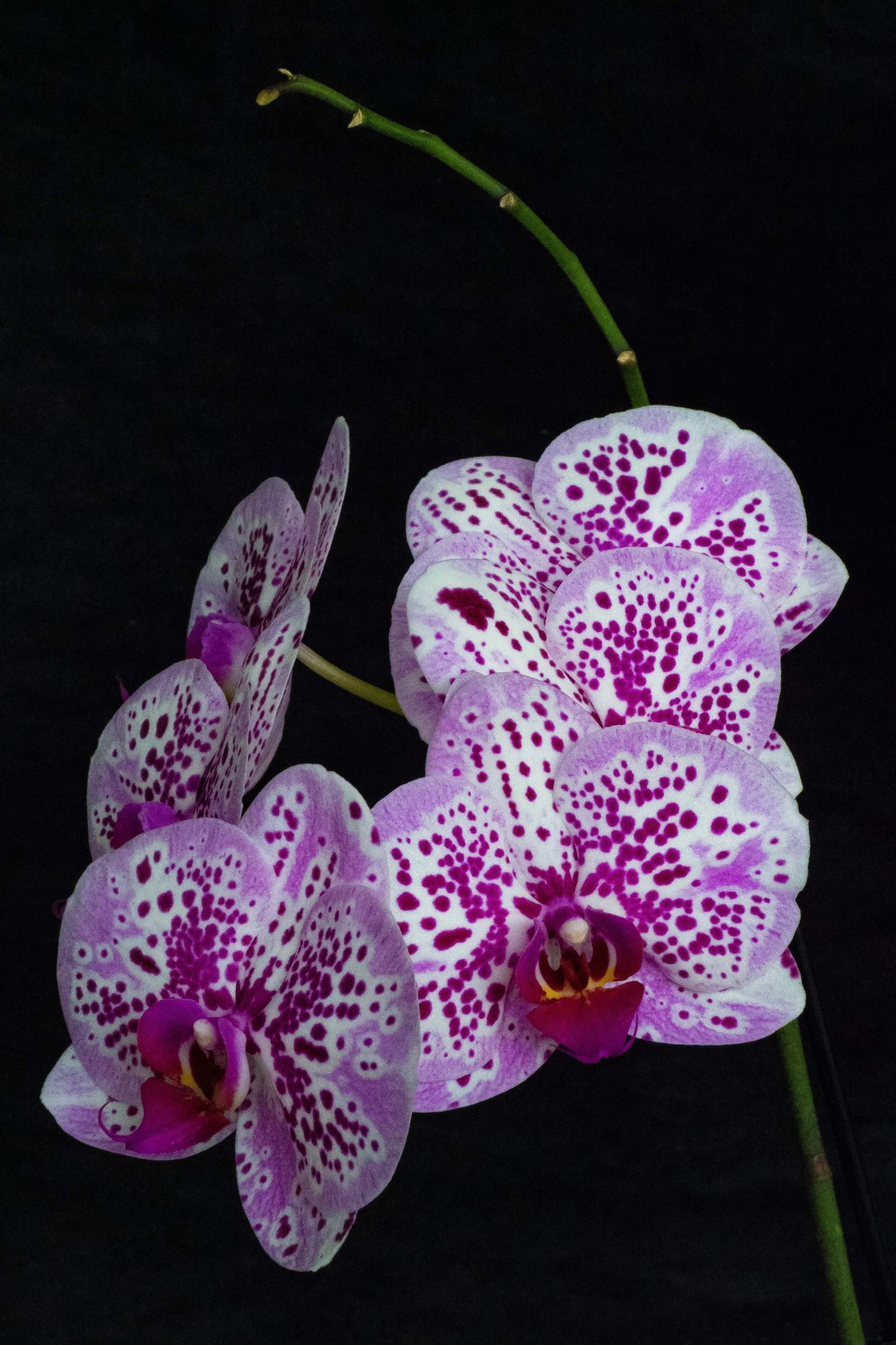 Orchids-3.jpg